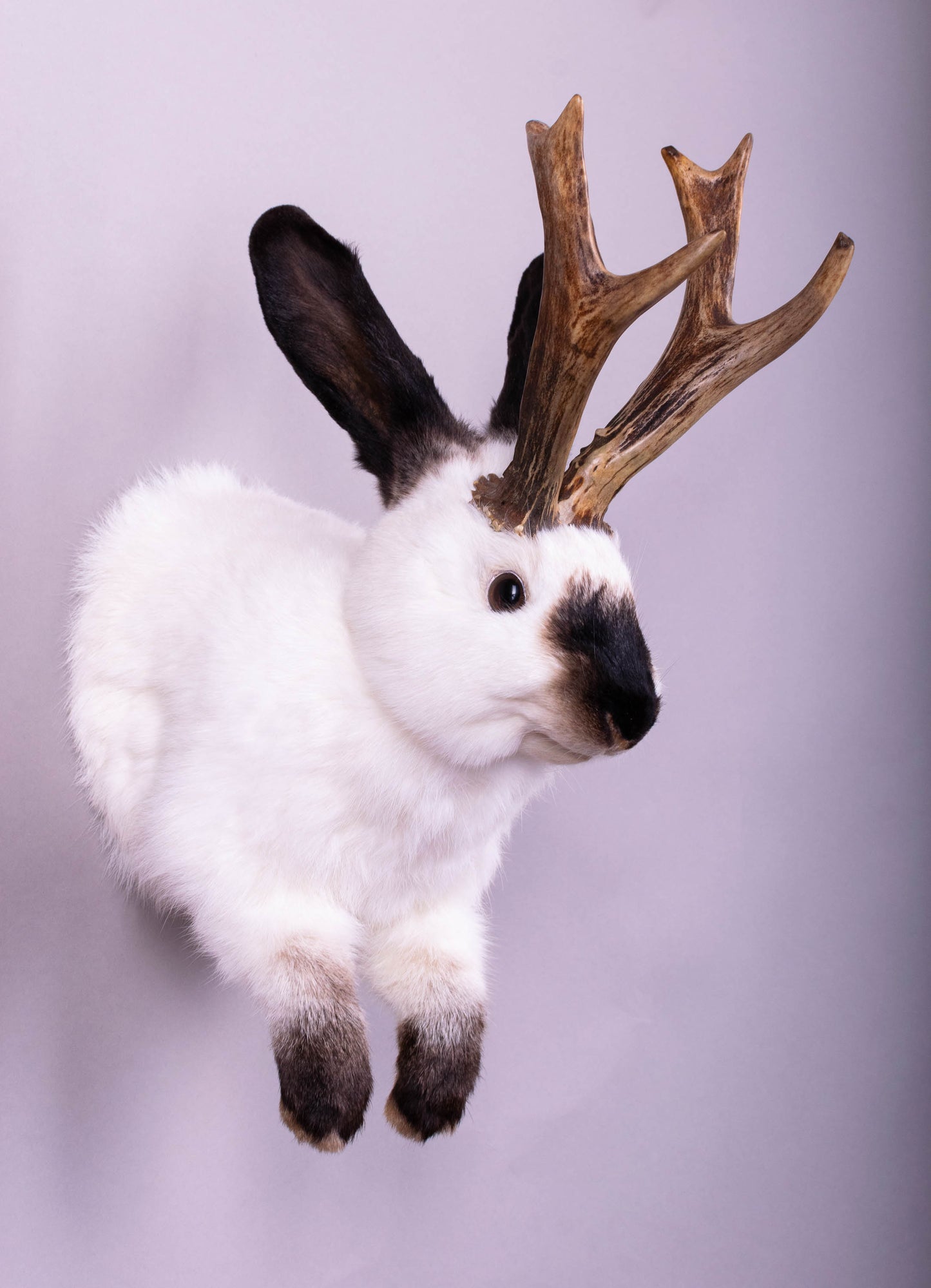 Taxidermie d'écureuil murale à vendre
