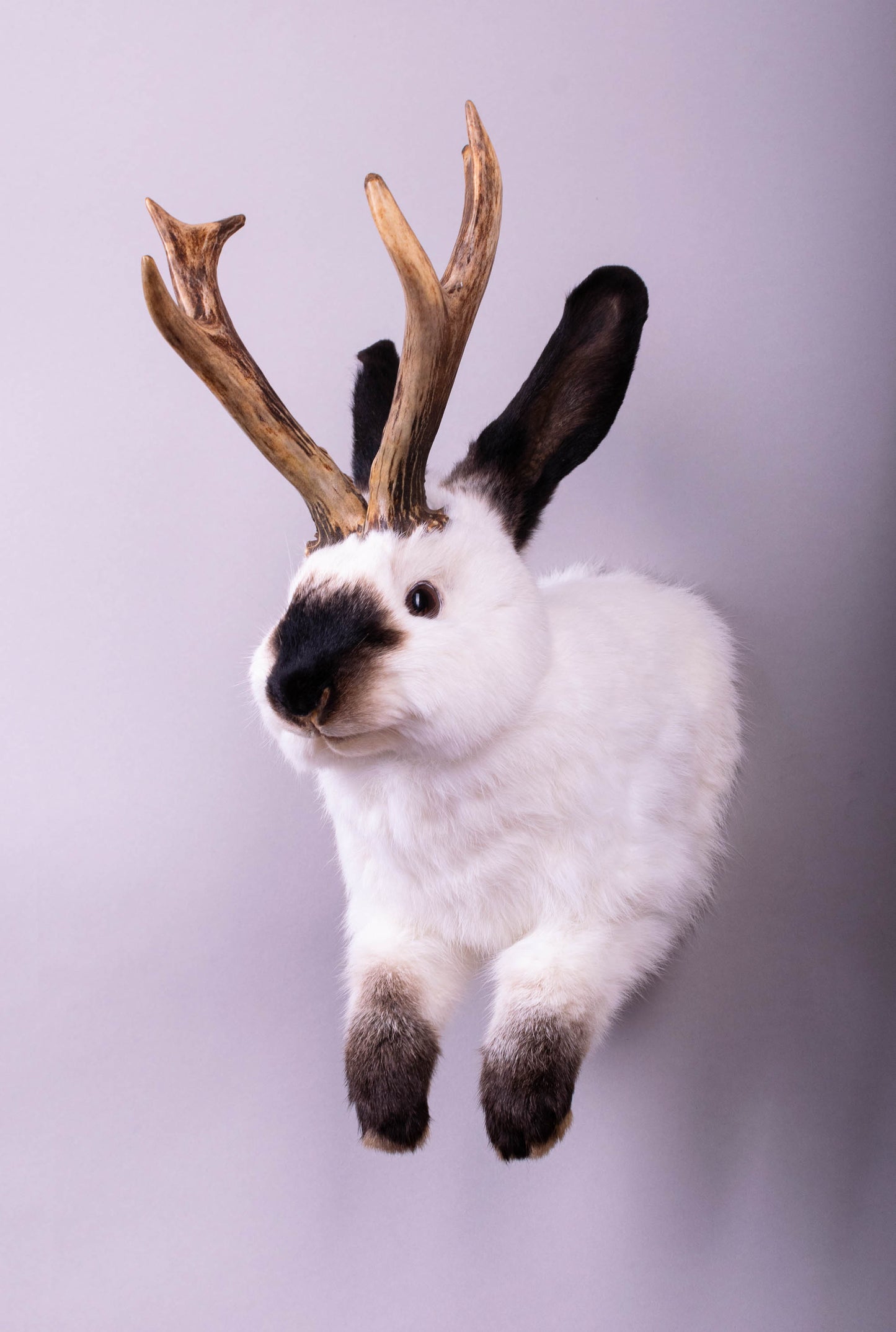Taxidermie d'écureuil murale à vendre