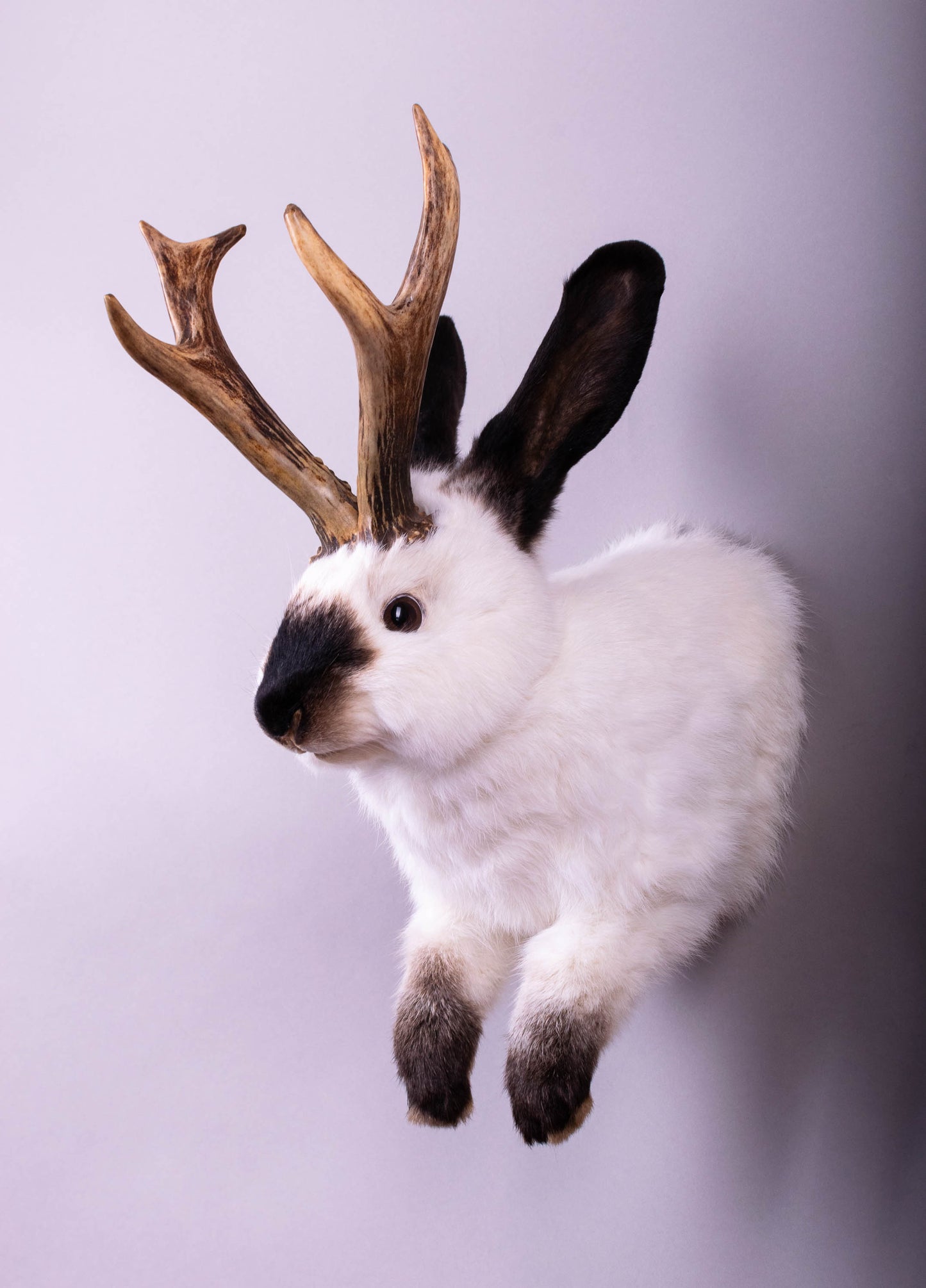 Taxidermie d'écureuil murale à vendre