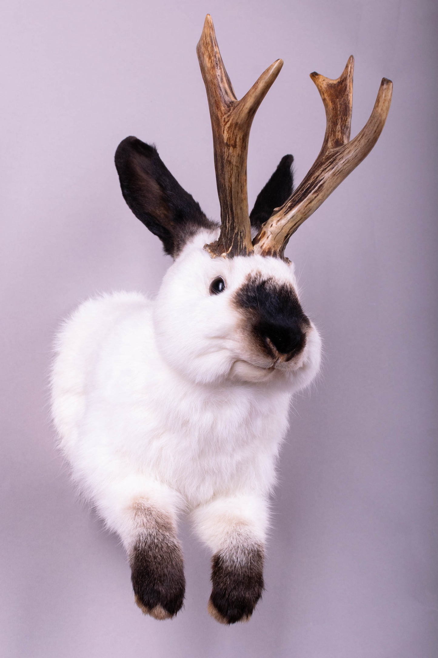 Taxidermie d'écureuil murale à vendre
