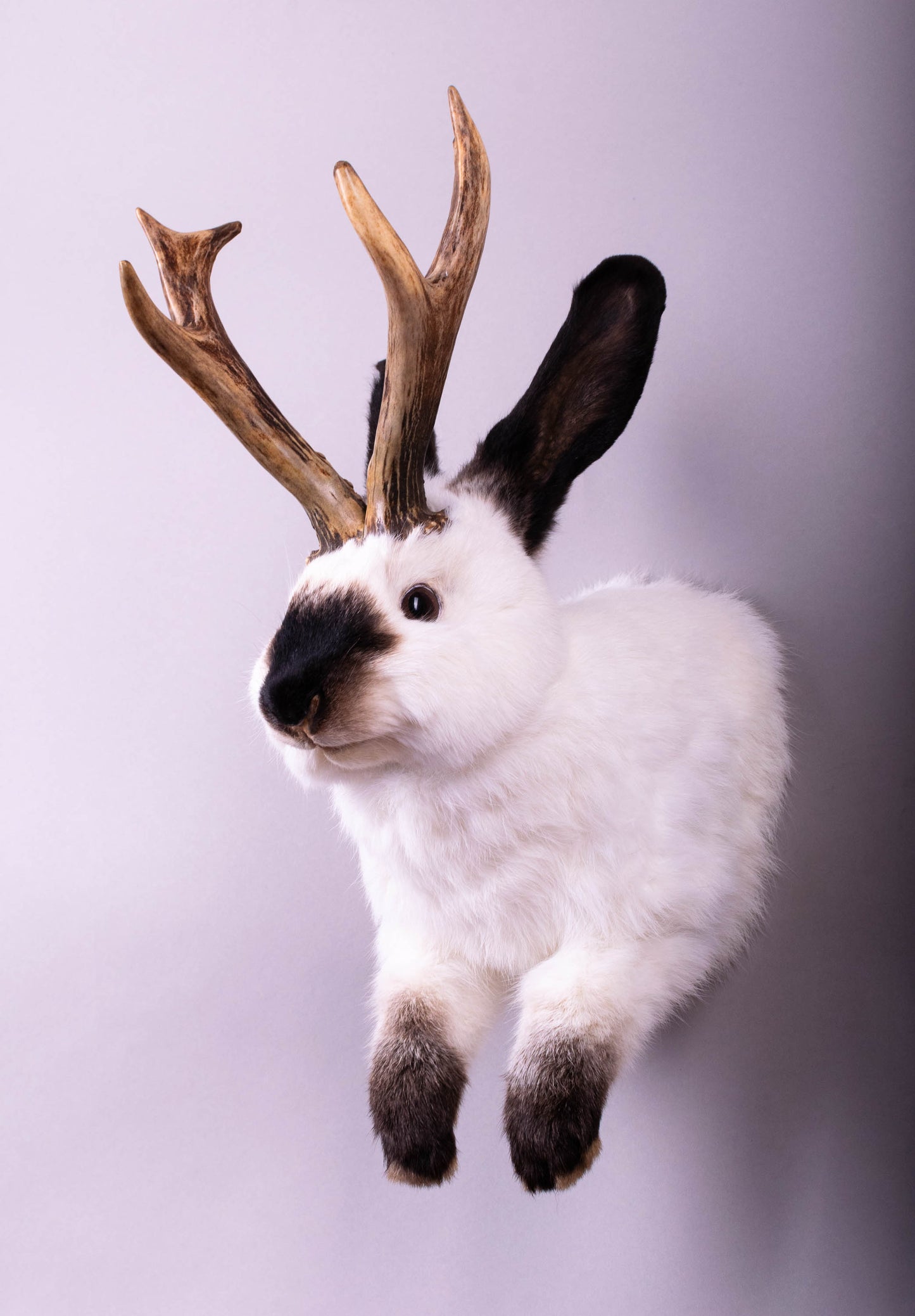 Taxidermie d'écureuil murale à vendre