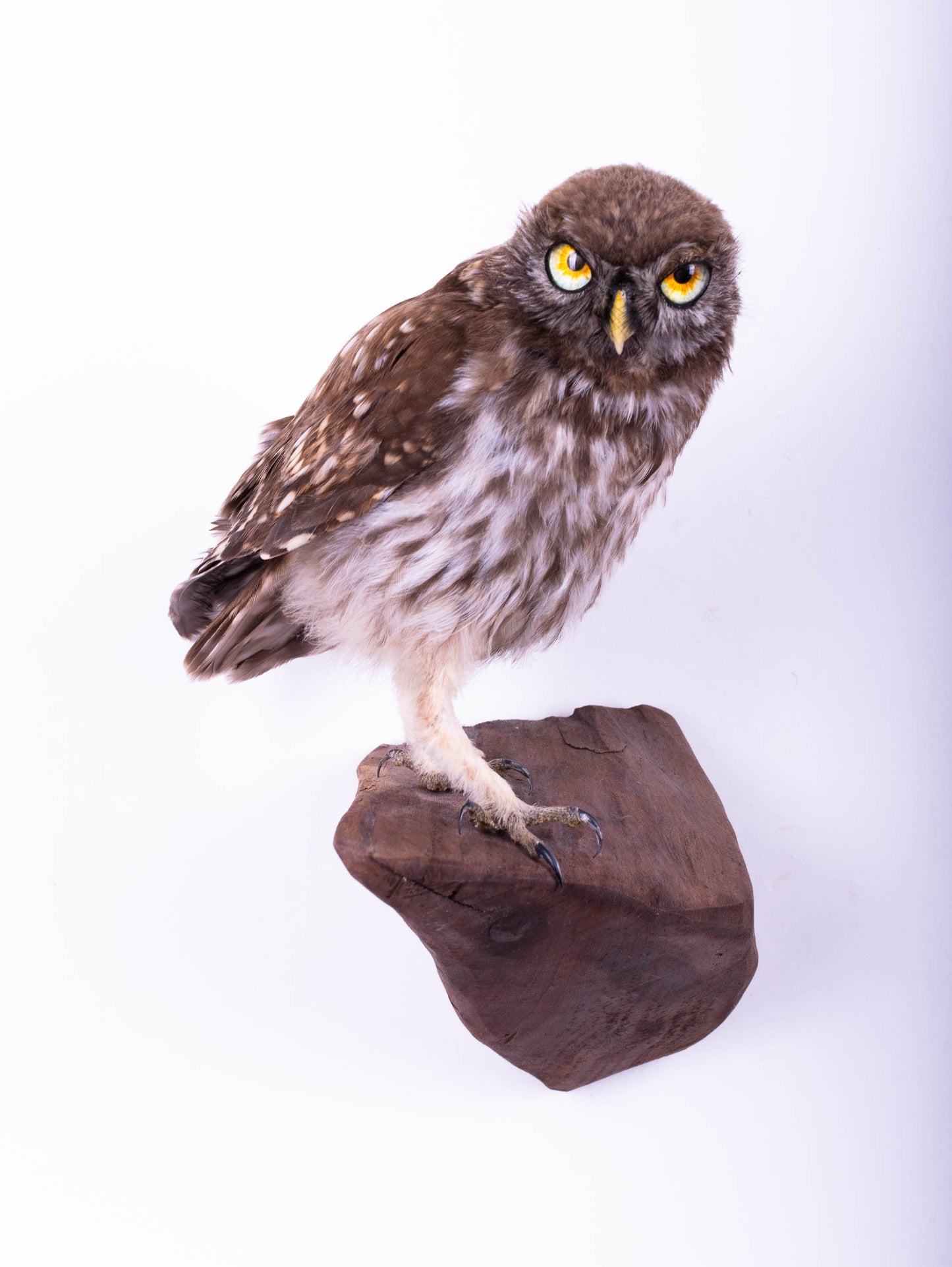 Little Owl Taxidermy Wall Mount For Sale