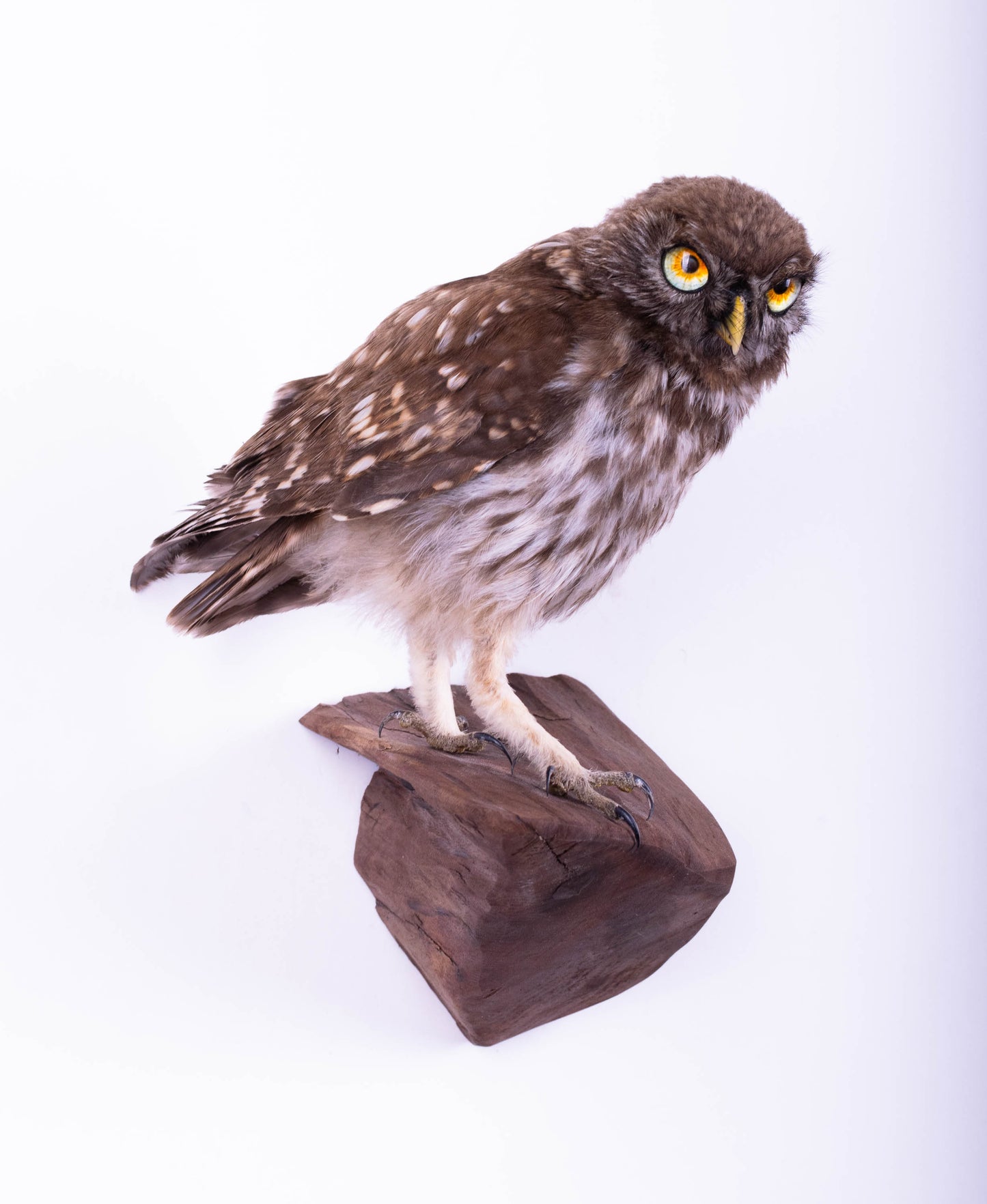 Little Owl Taxidermy Wall Mount For Sale