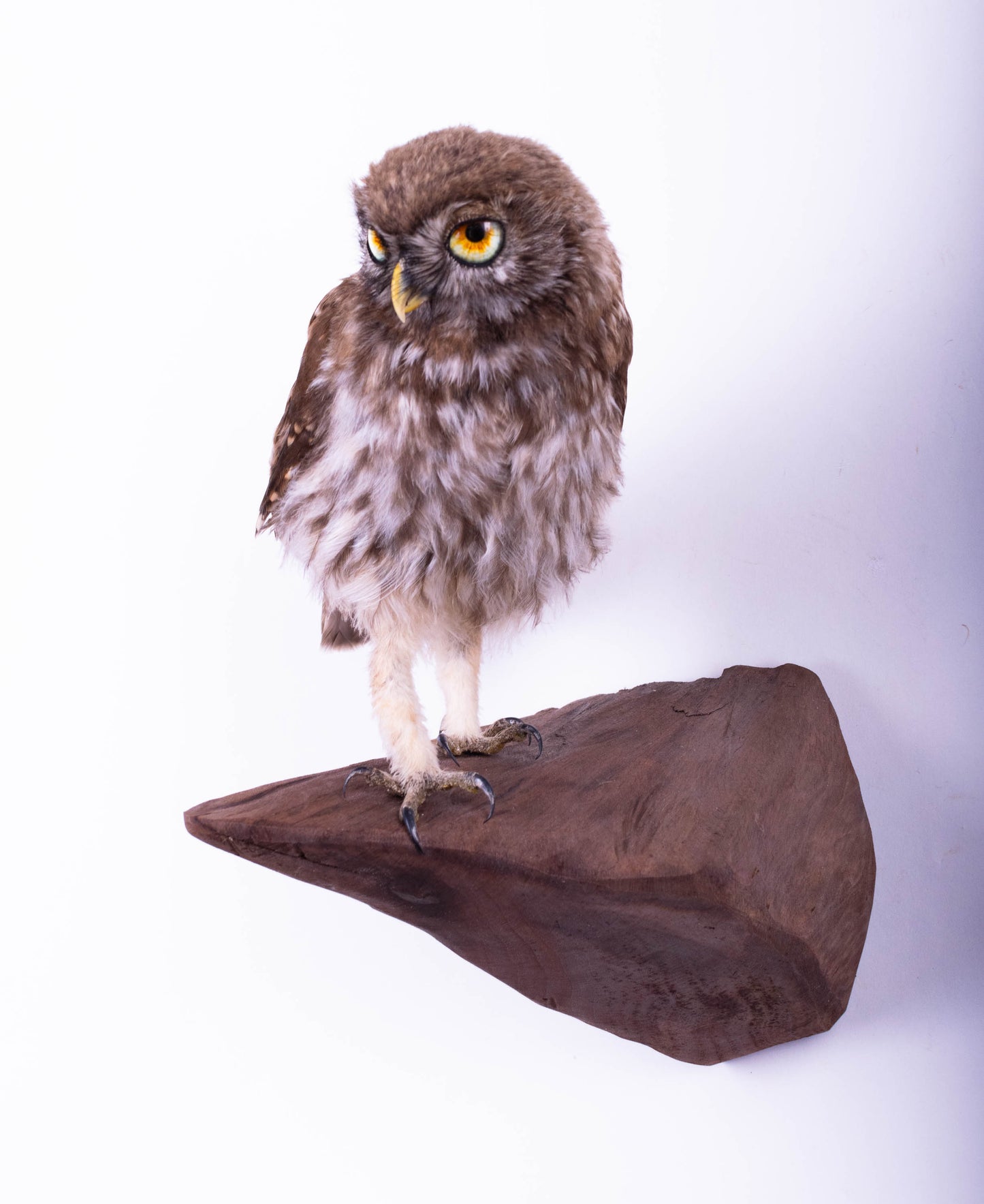Little Owl Taxidermy Wall Mount For Sale