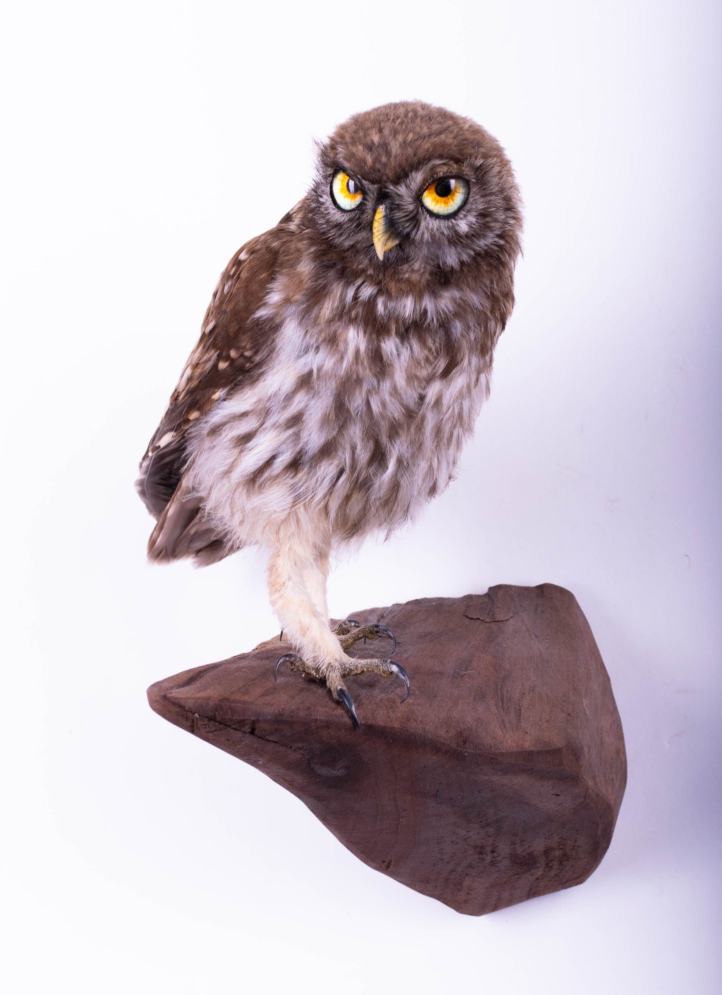 Little Owl Taxidermy Wall Mount For Sale