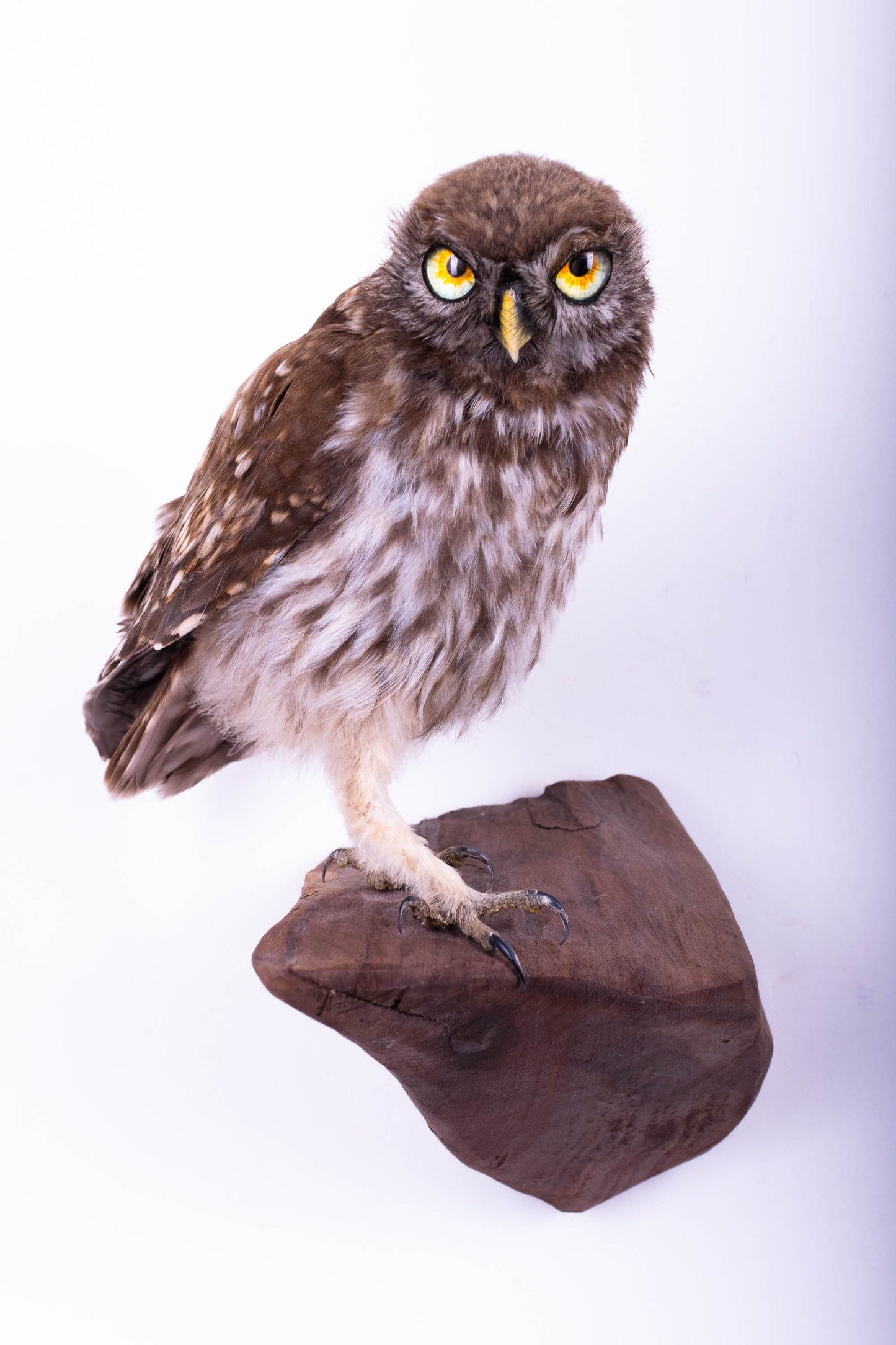 Little Owl Taxidermy Wall Mount For Sale