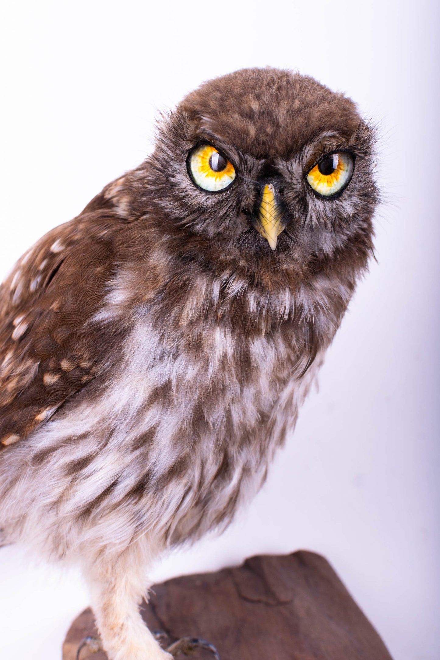 Little Owl Taxidermy Wall Mount For Sale