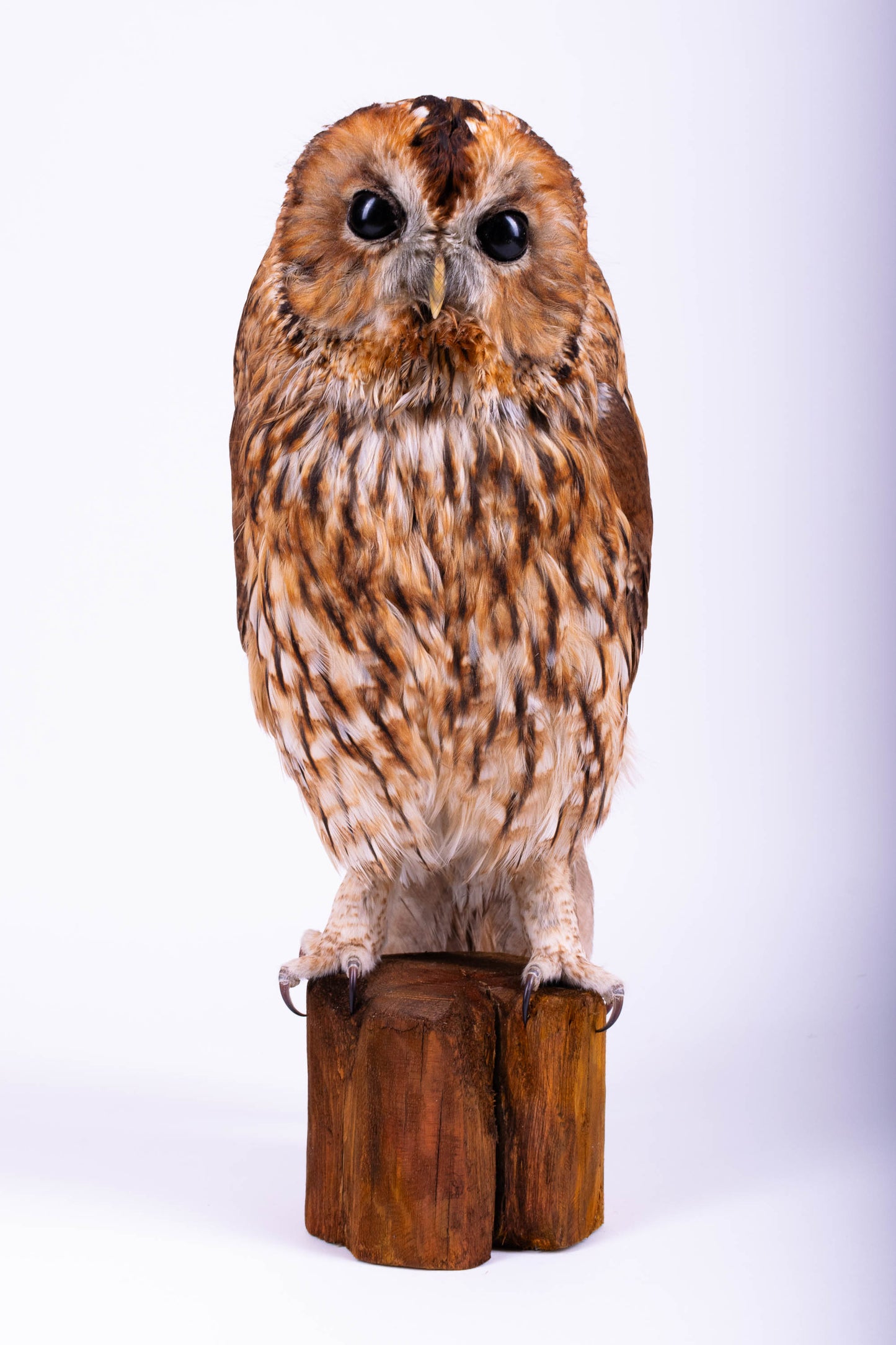 Tawny Owl Taxidermy Stand Mount For Sale