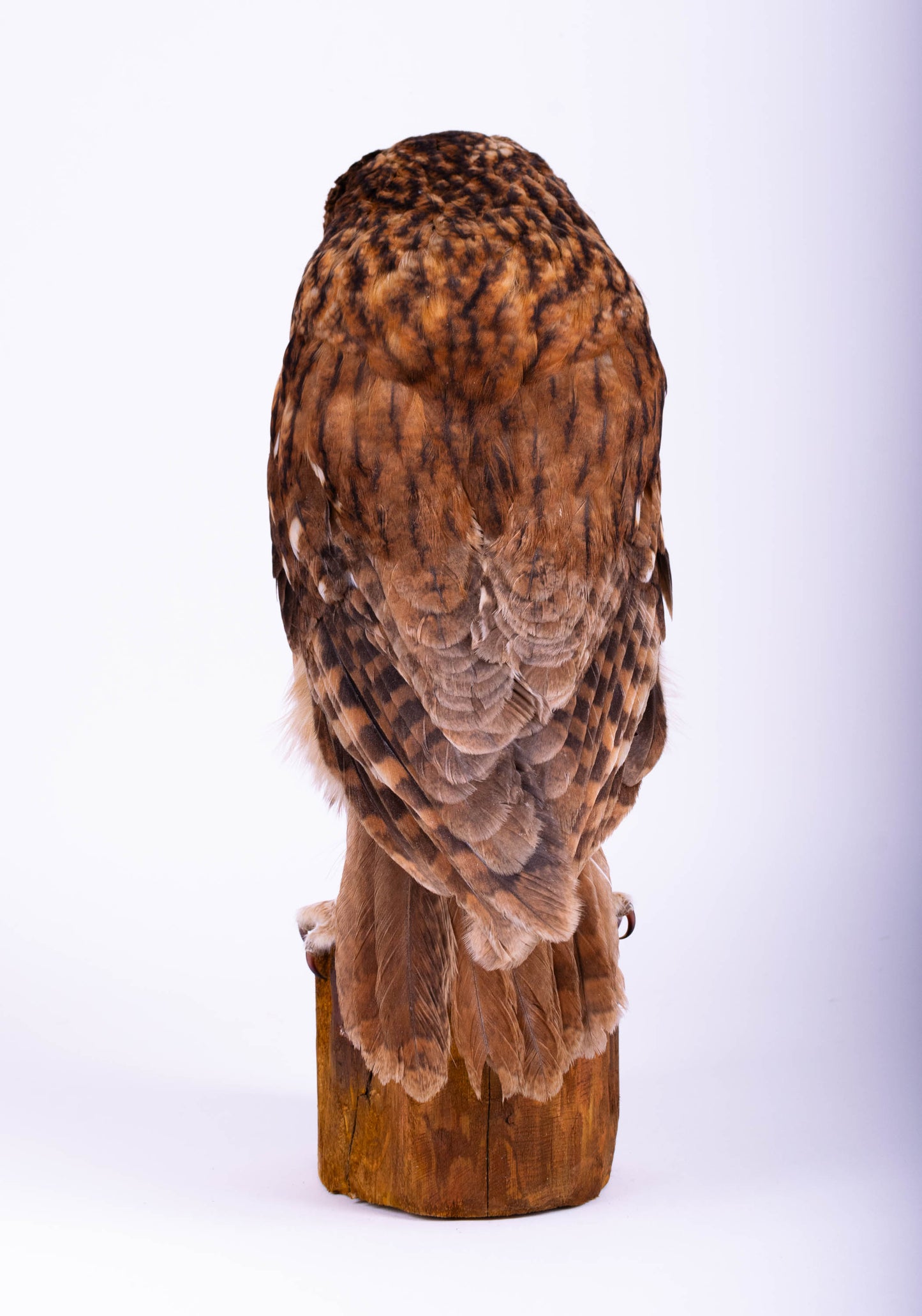 Tawny Owl Taxidermy Stand Mount For Sale