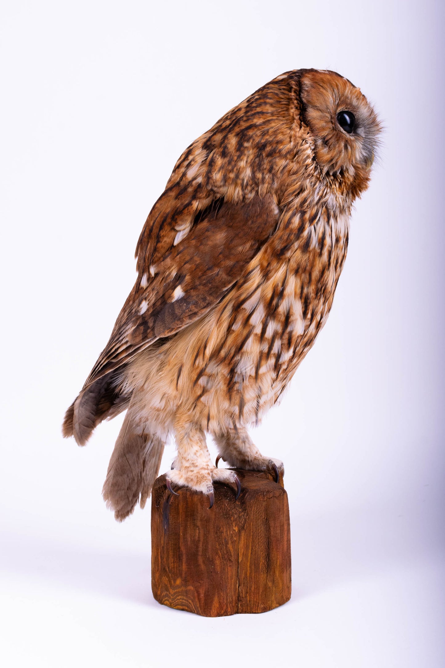 Tawny Owl Taxidermy Stand Mount For Sale