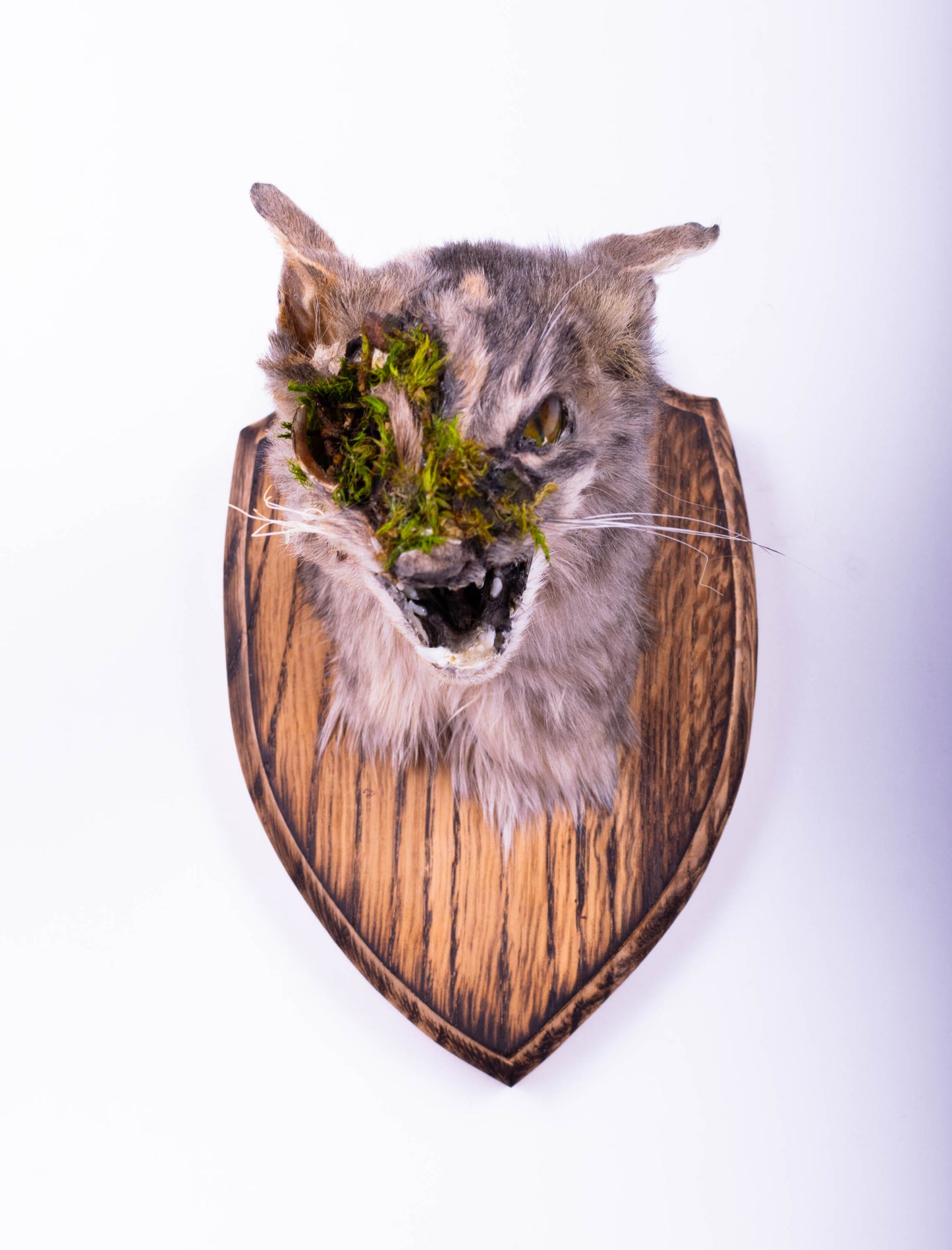 Taxidermie d'écureuil murale à vendre