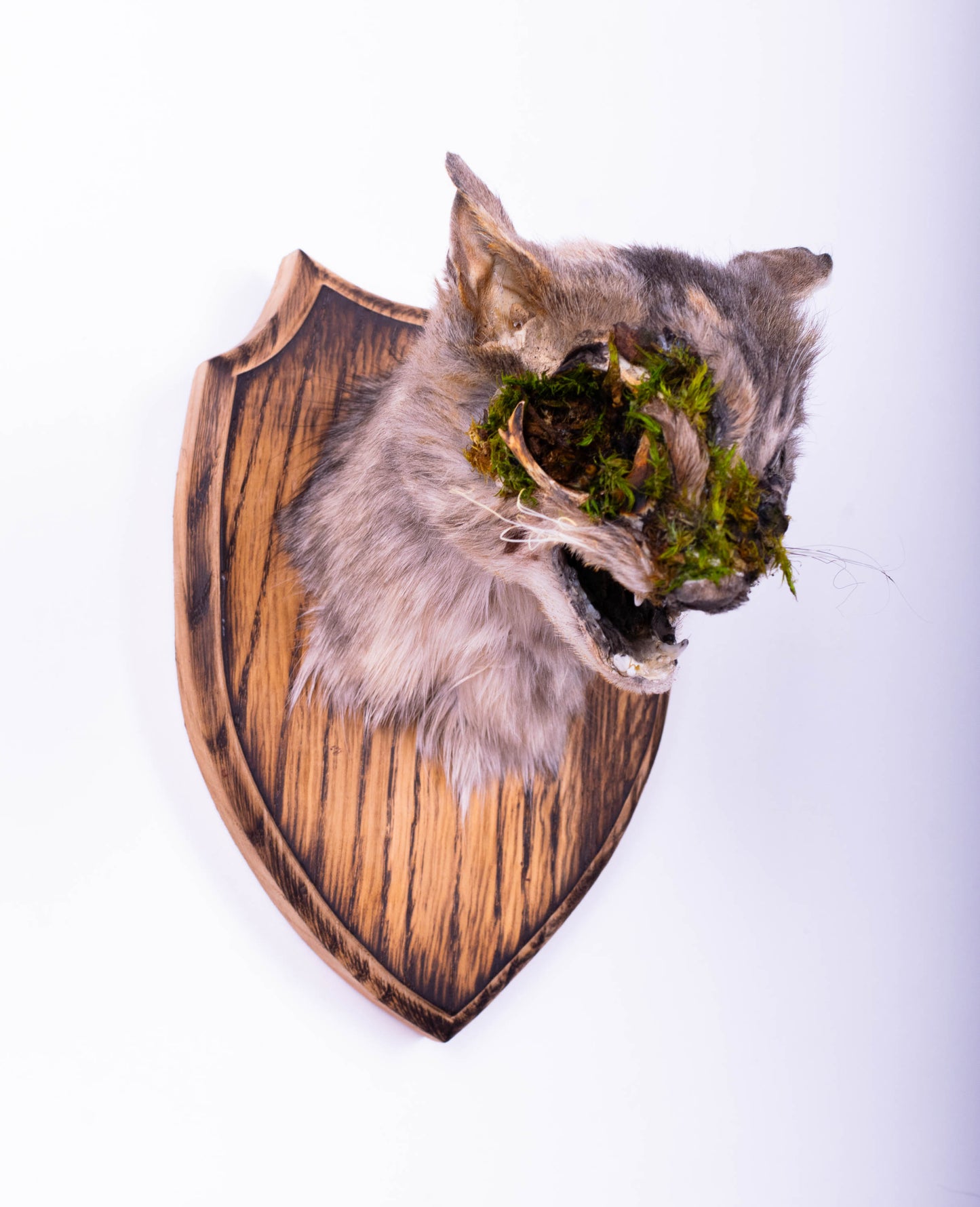 Taxidermie d'écureuil murale à vendre