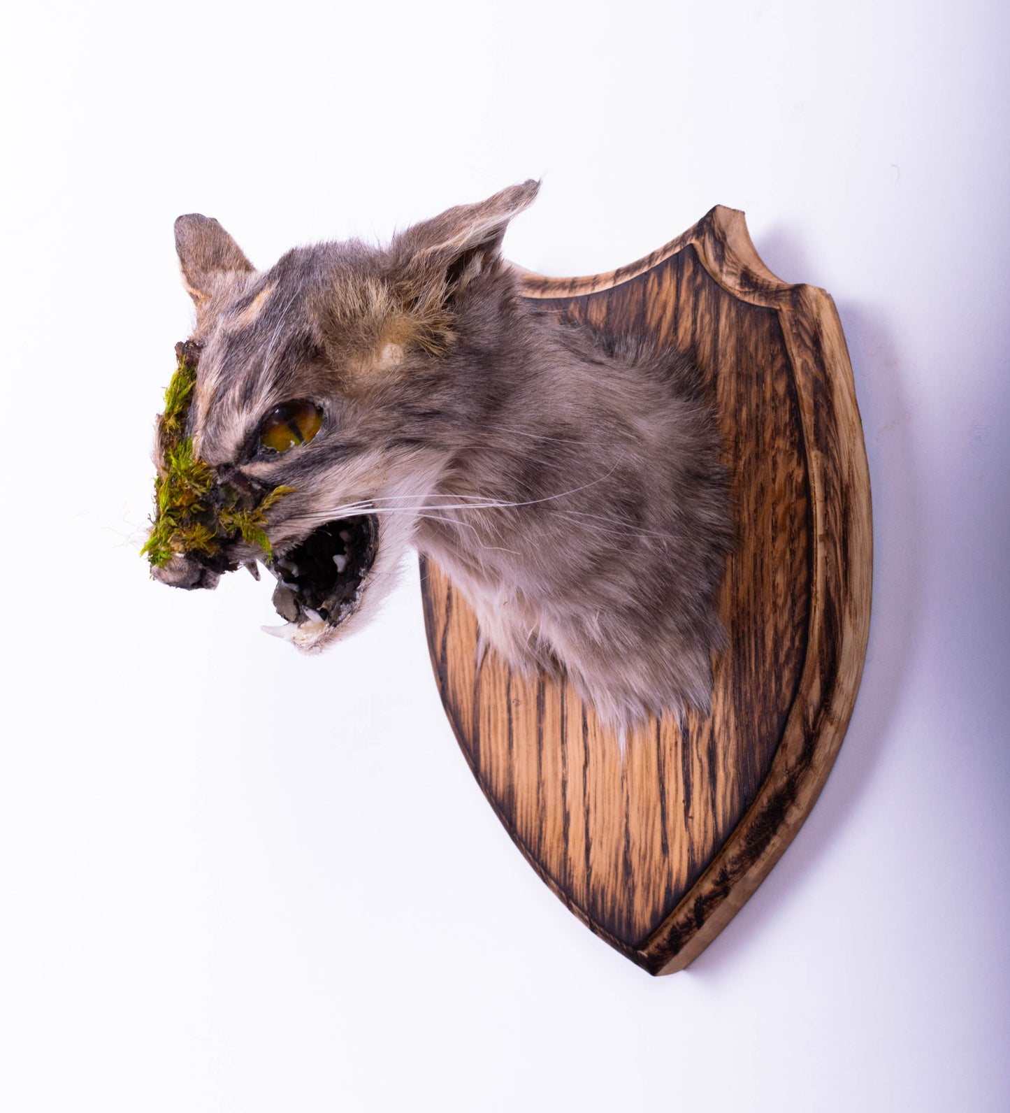 Taxidermie d'écureuil murale à vendre