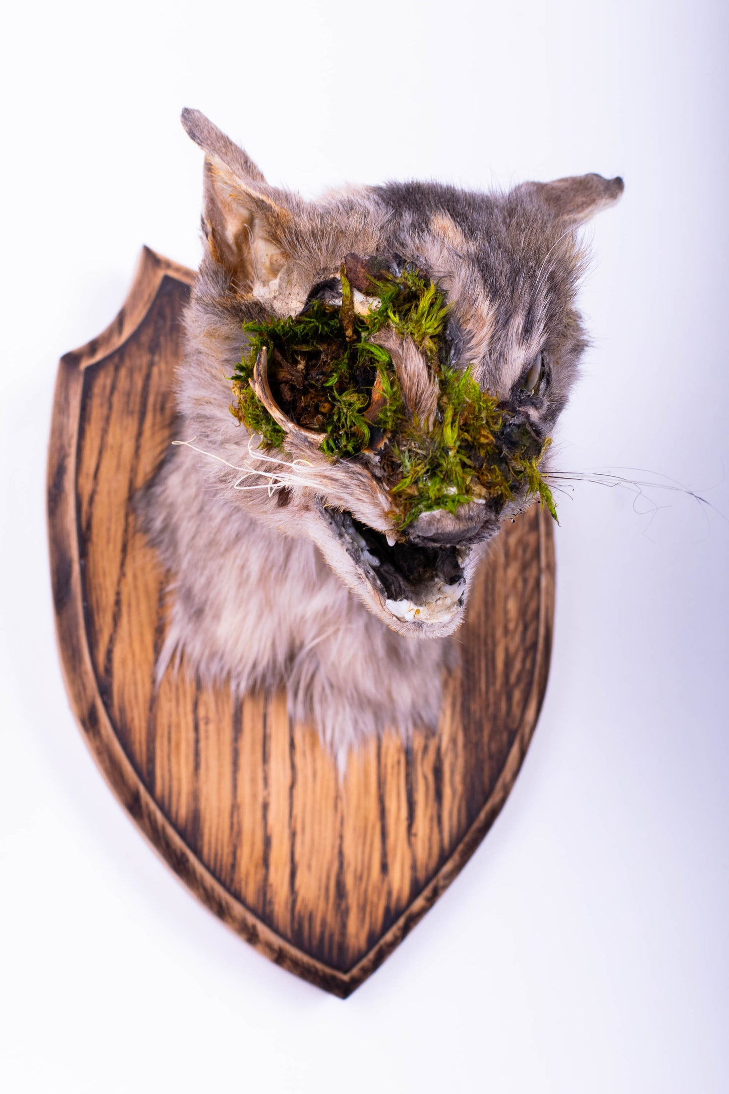 Taxidermie d'écureuil murale à vendre