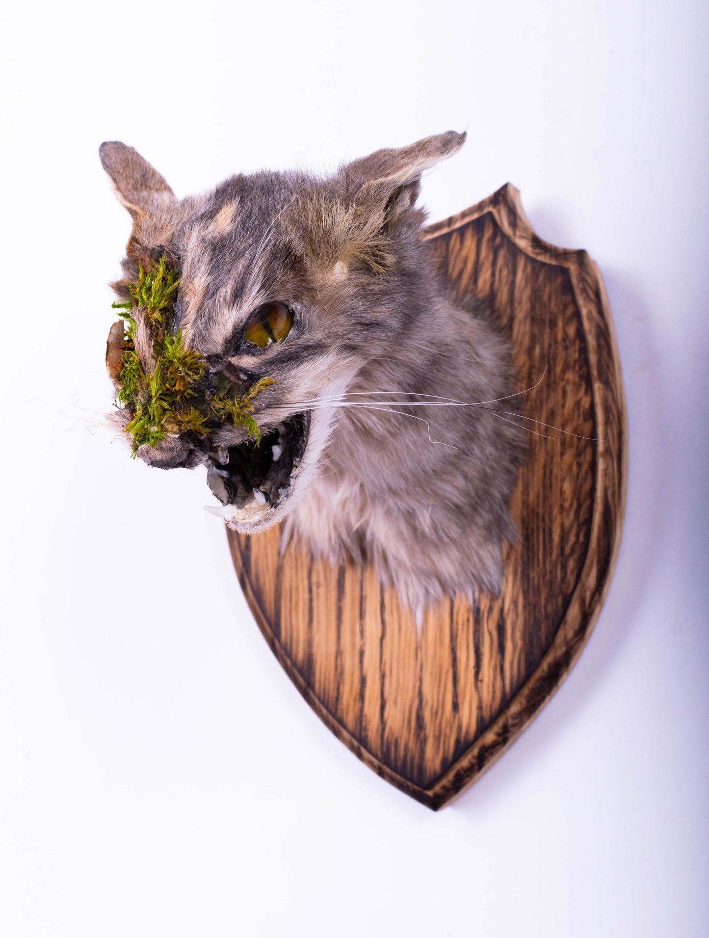 Taxidermie d'écureuil murale à vendre