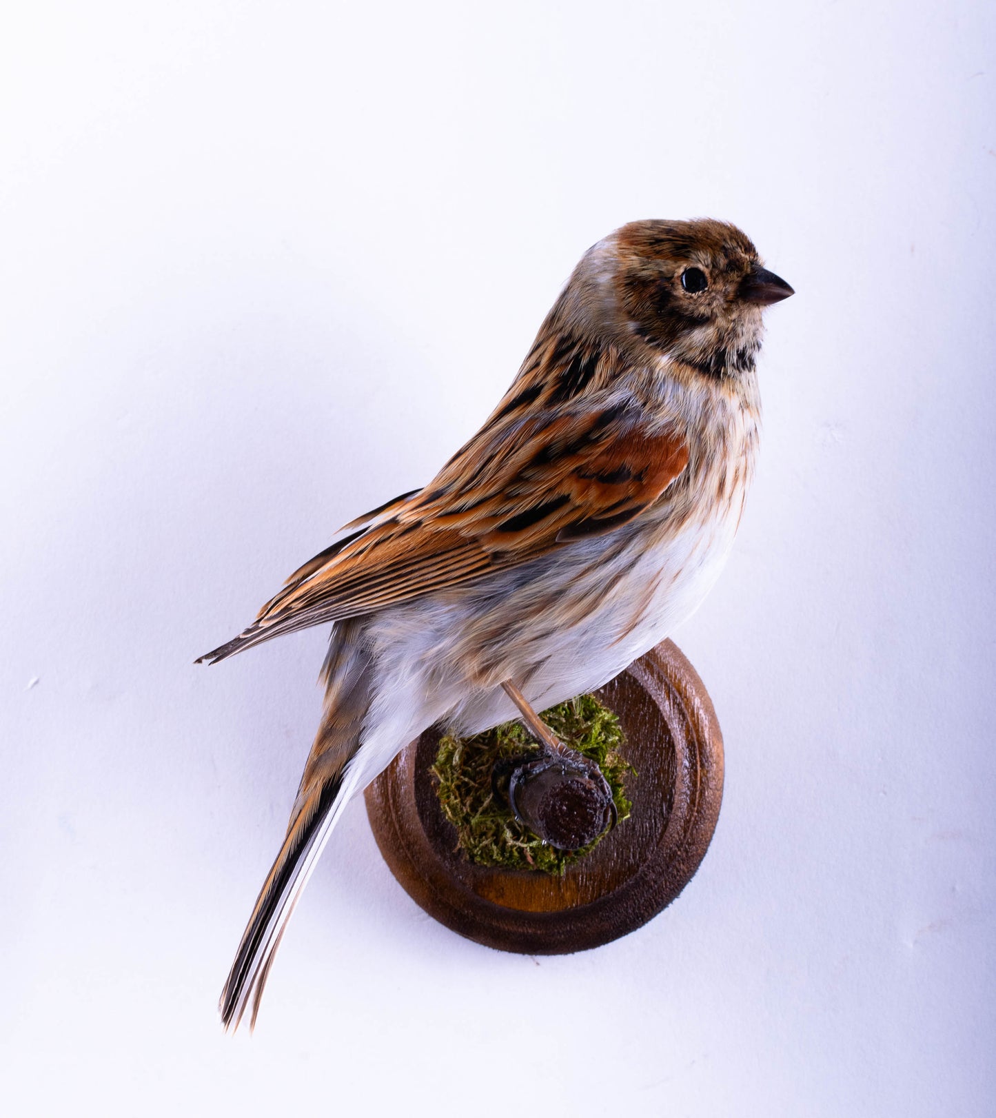 Reed Bunting Taxidermy Wall Mount For Sale