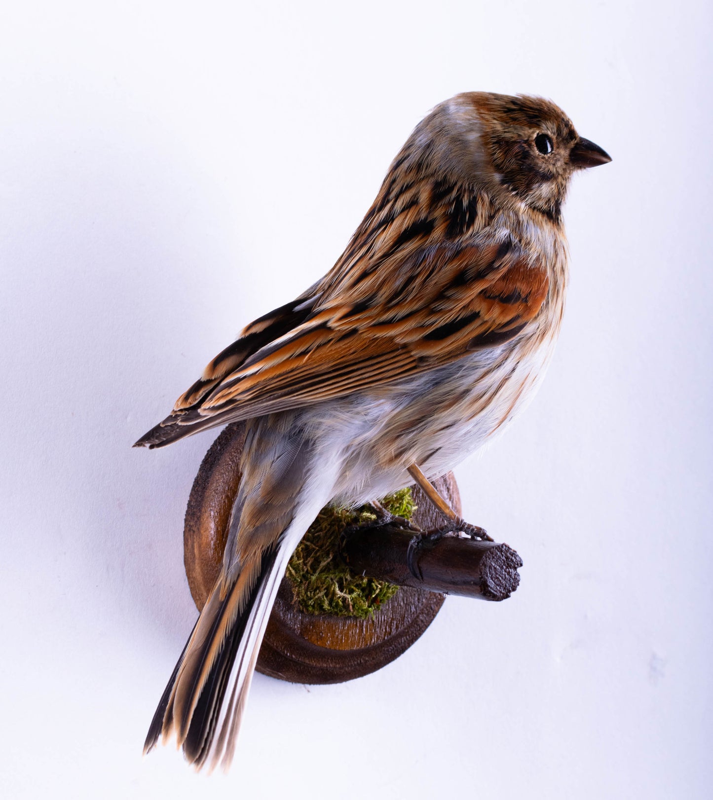 Reed Bunting Taxidermy Wall Mount For Sale