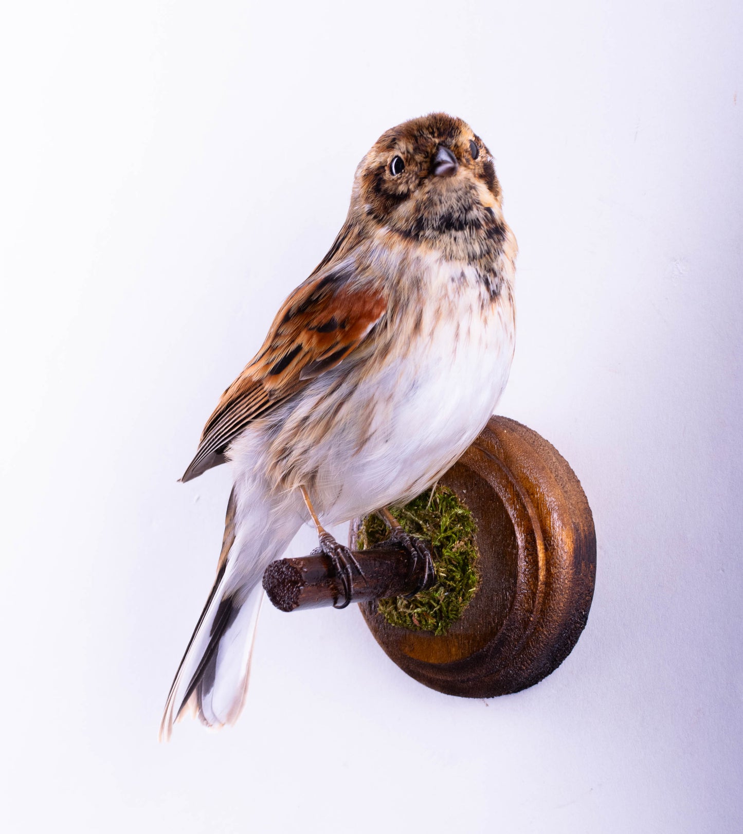 Reed Bunting Taxidermy Wall Mount For Sale