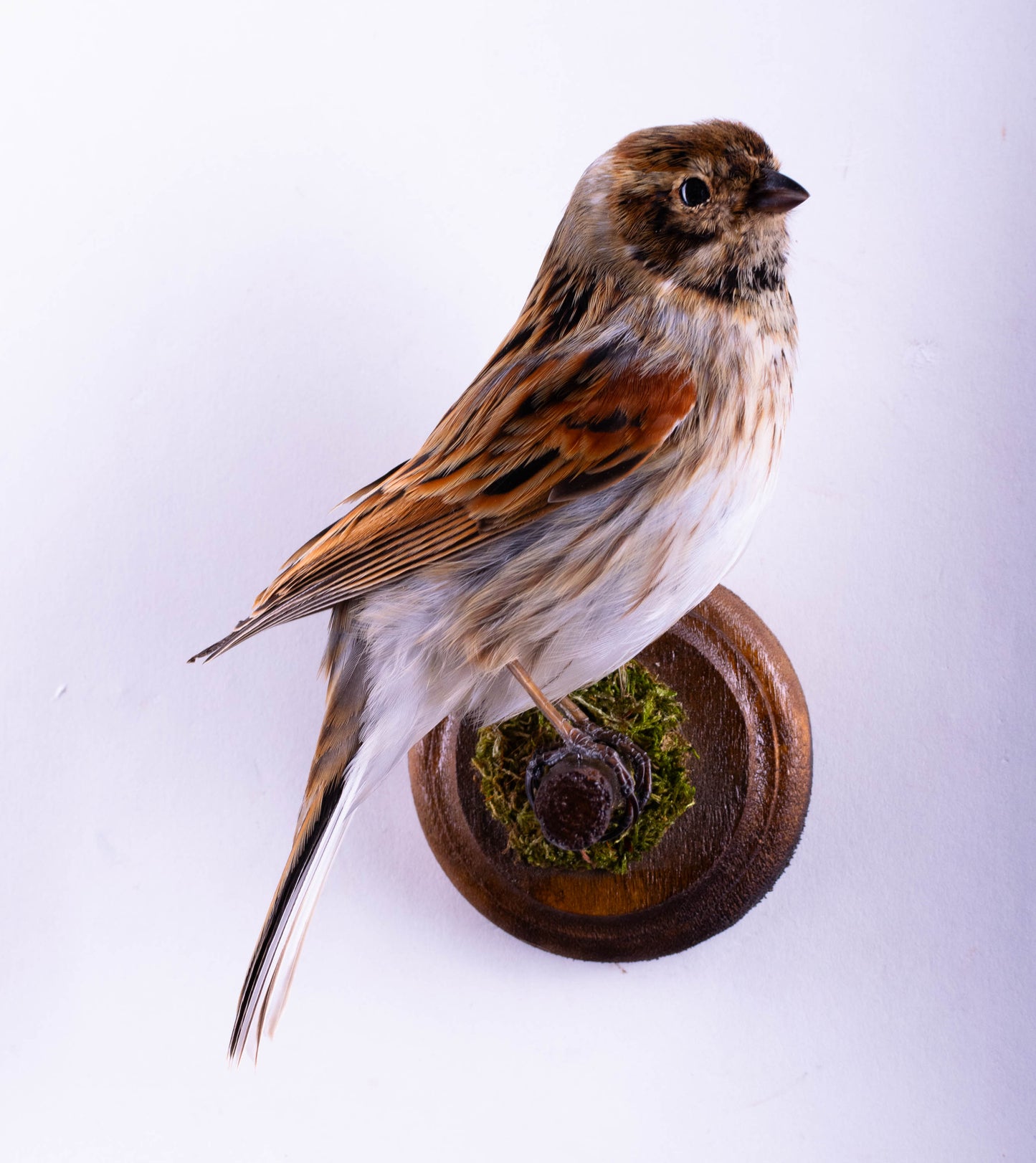 Reed Bunting Taxidermy Wall Mount For Sale