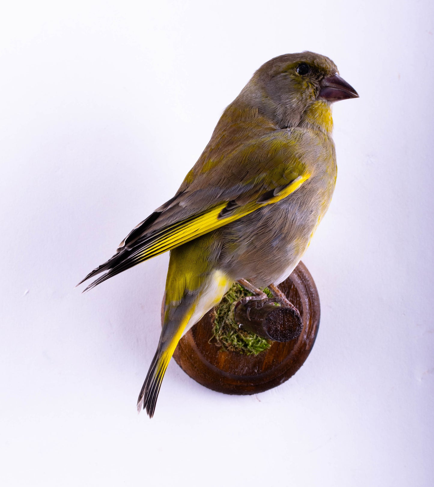 Greenfinch Taxidermy Wall Mount For Sale