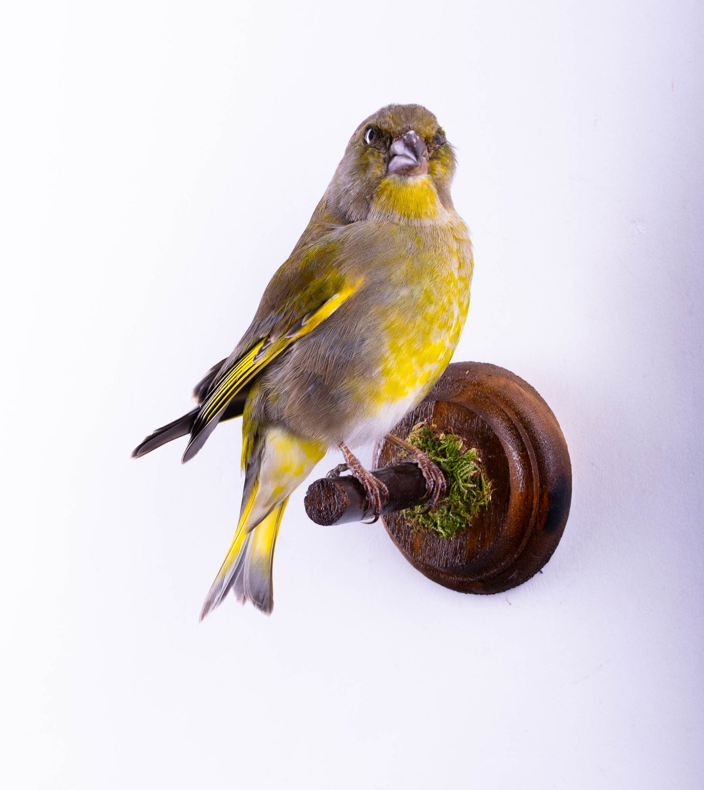 Greenfinch Taxidermy Wall Mount For Sale