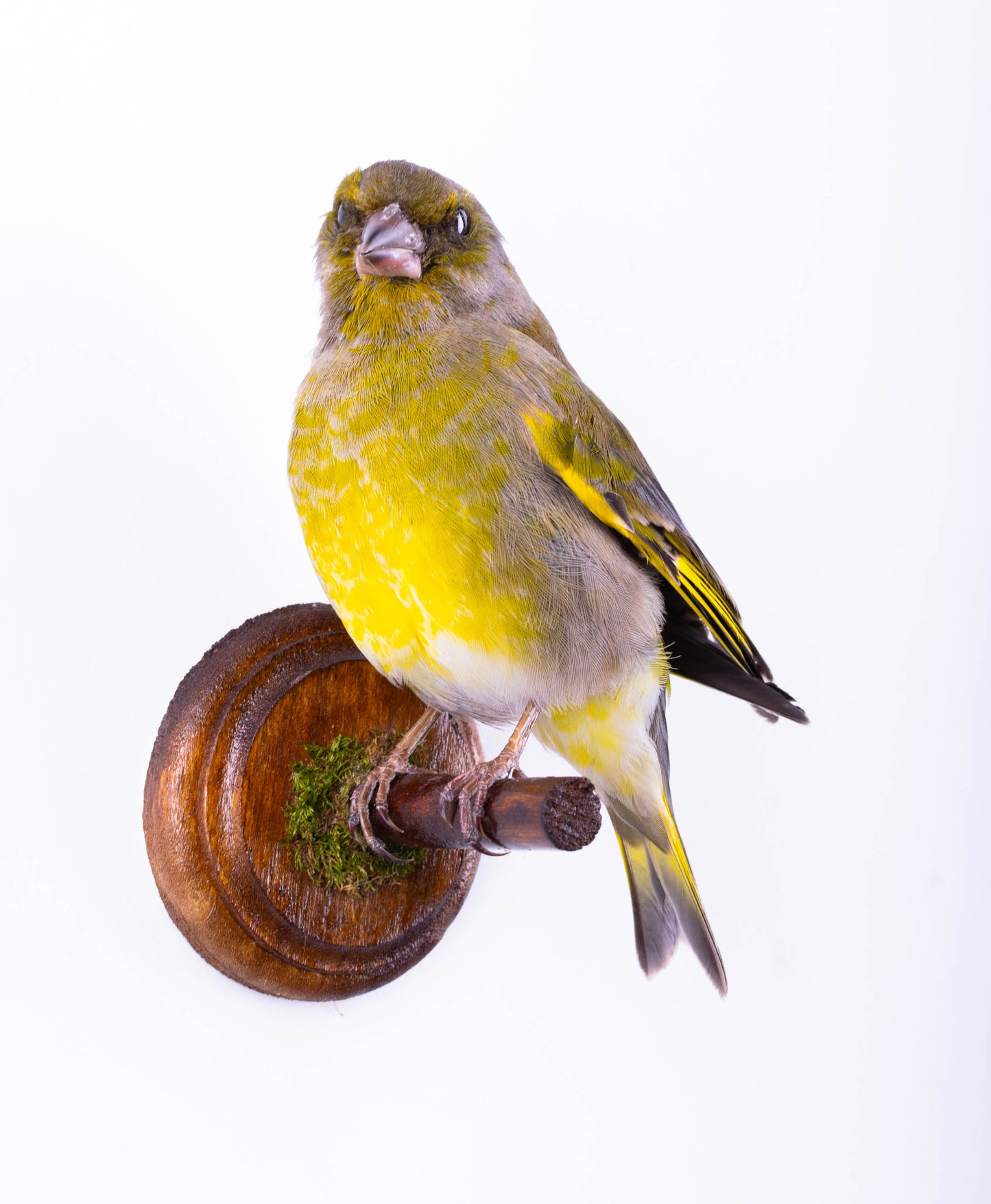 Greenfinch Taxidermy Wall Mount For Sale