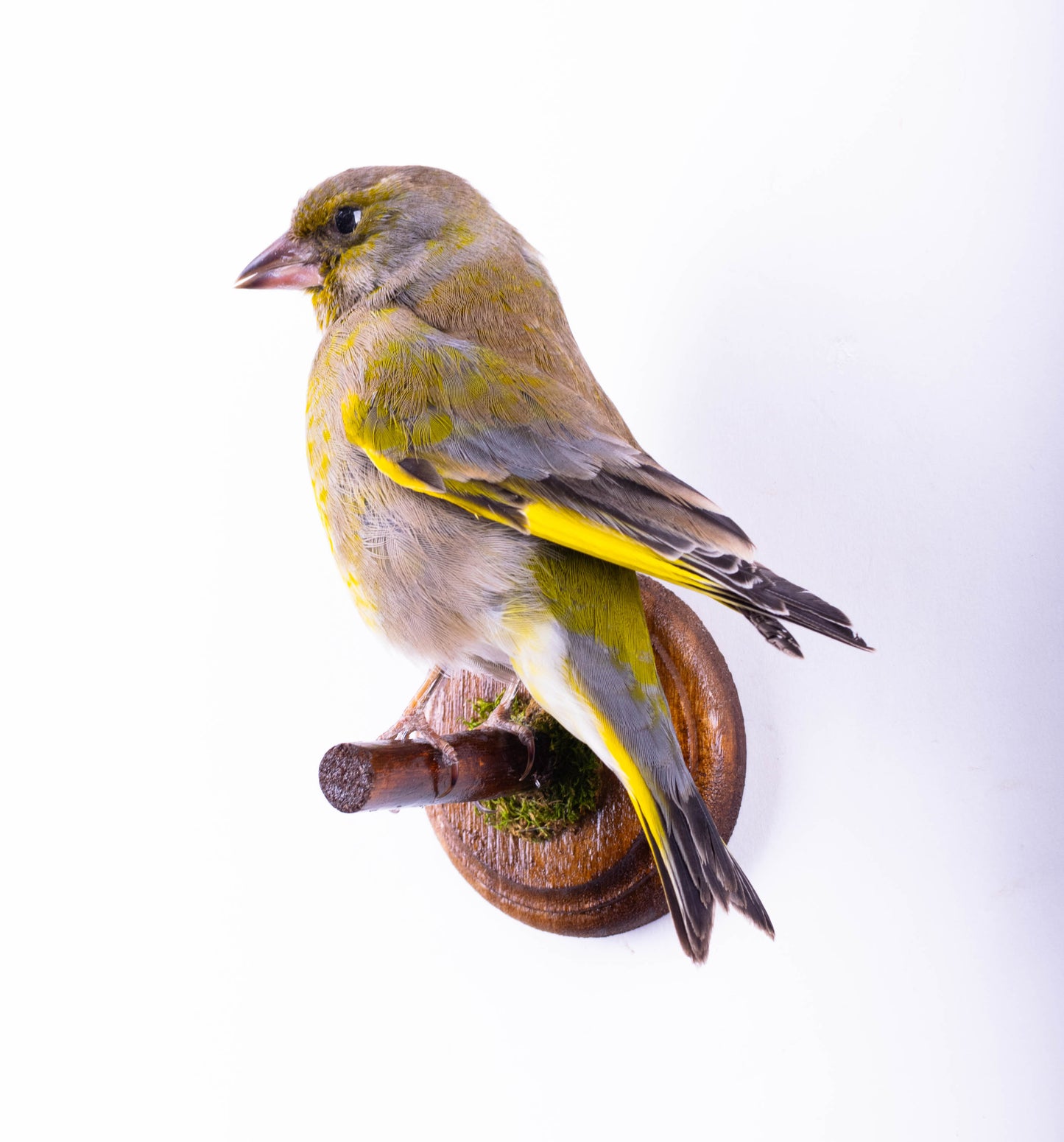 Greenfinch Taxidermy Wall Mount For Sale