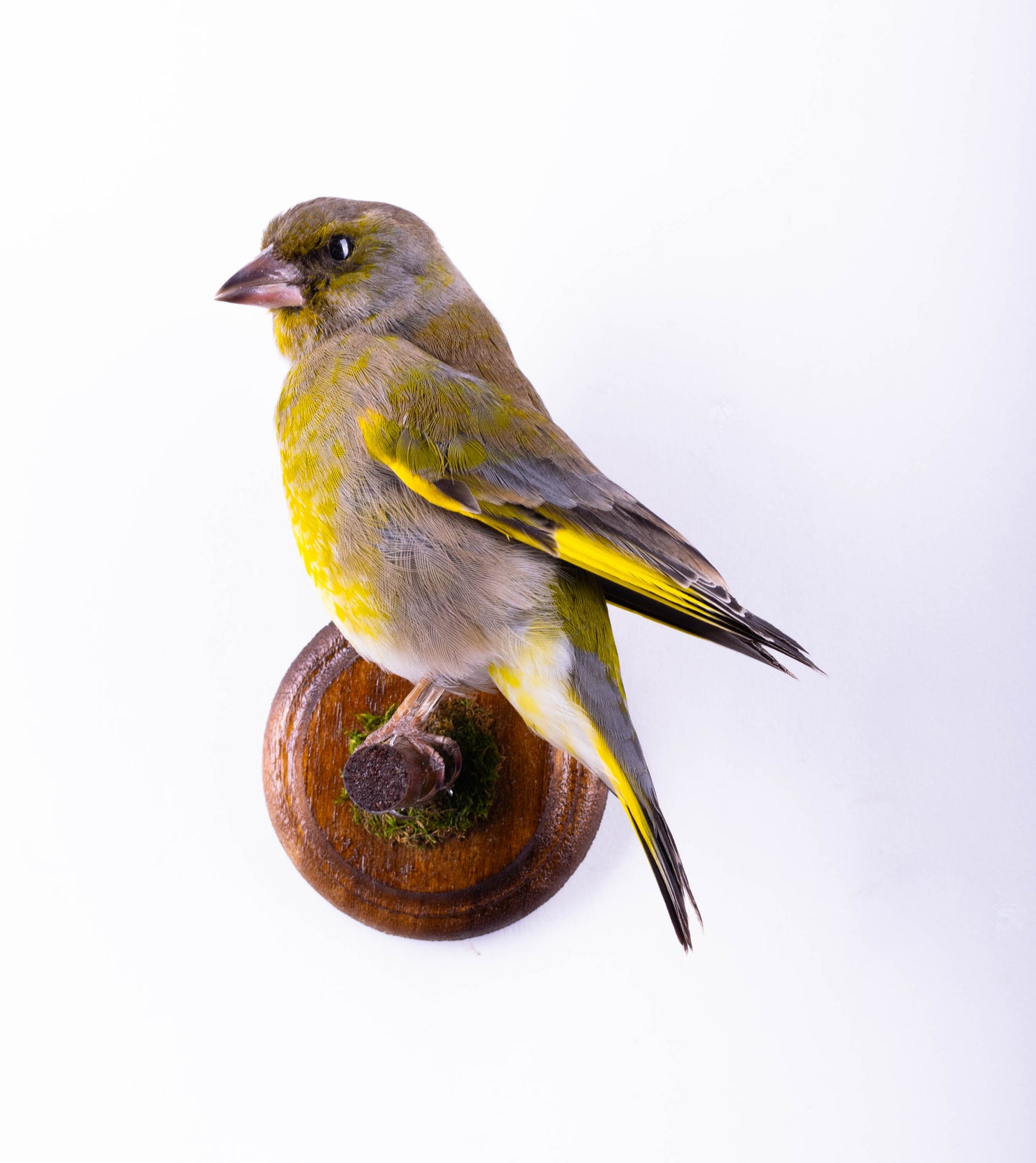 Greenfinch Taxidermy Wall Mount For Sale