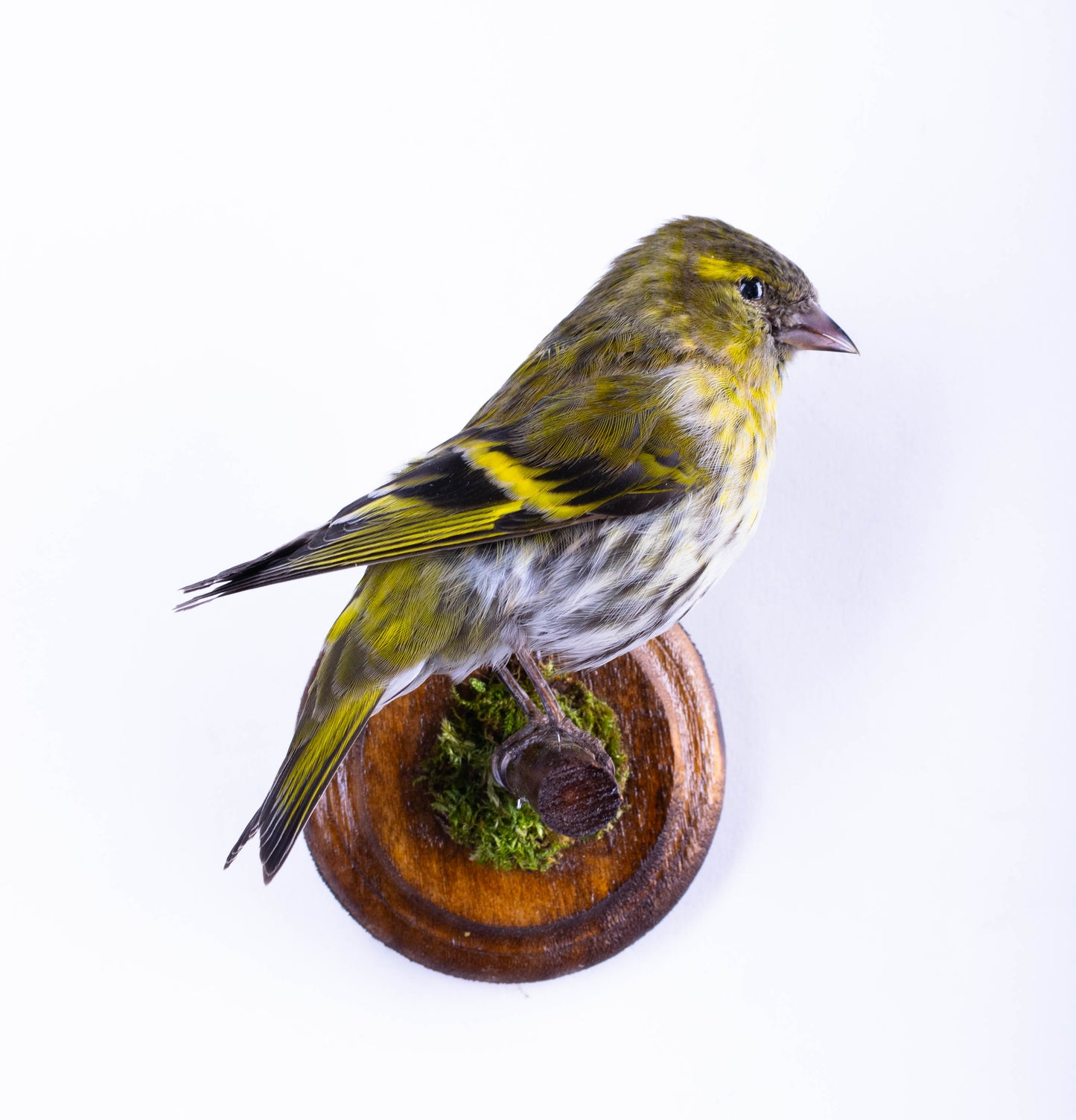 Siskin Taxidermy Wall Mount For Sale