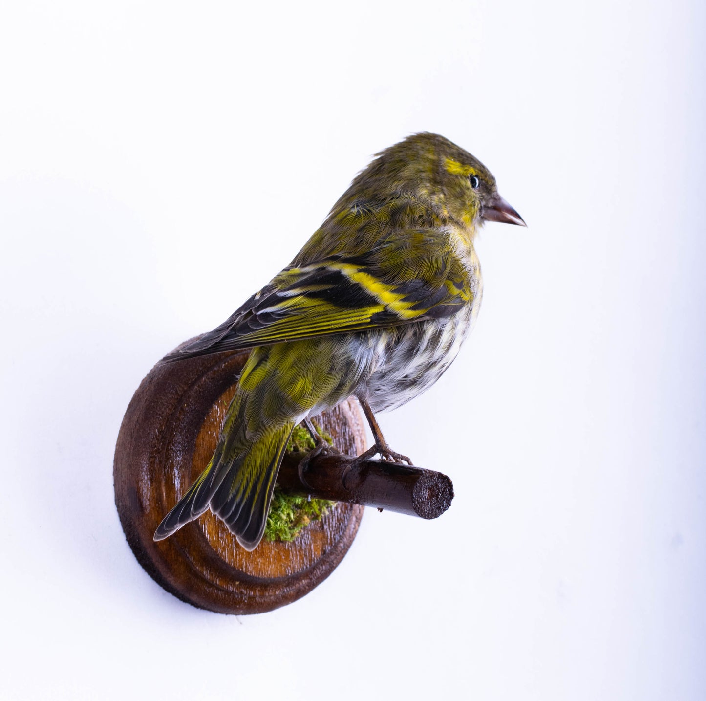 Siskin Taxidermy Wall Mount For Sale