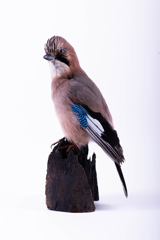 Support mural Jay Taxidermy à vendre