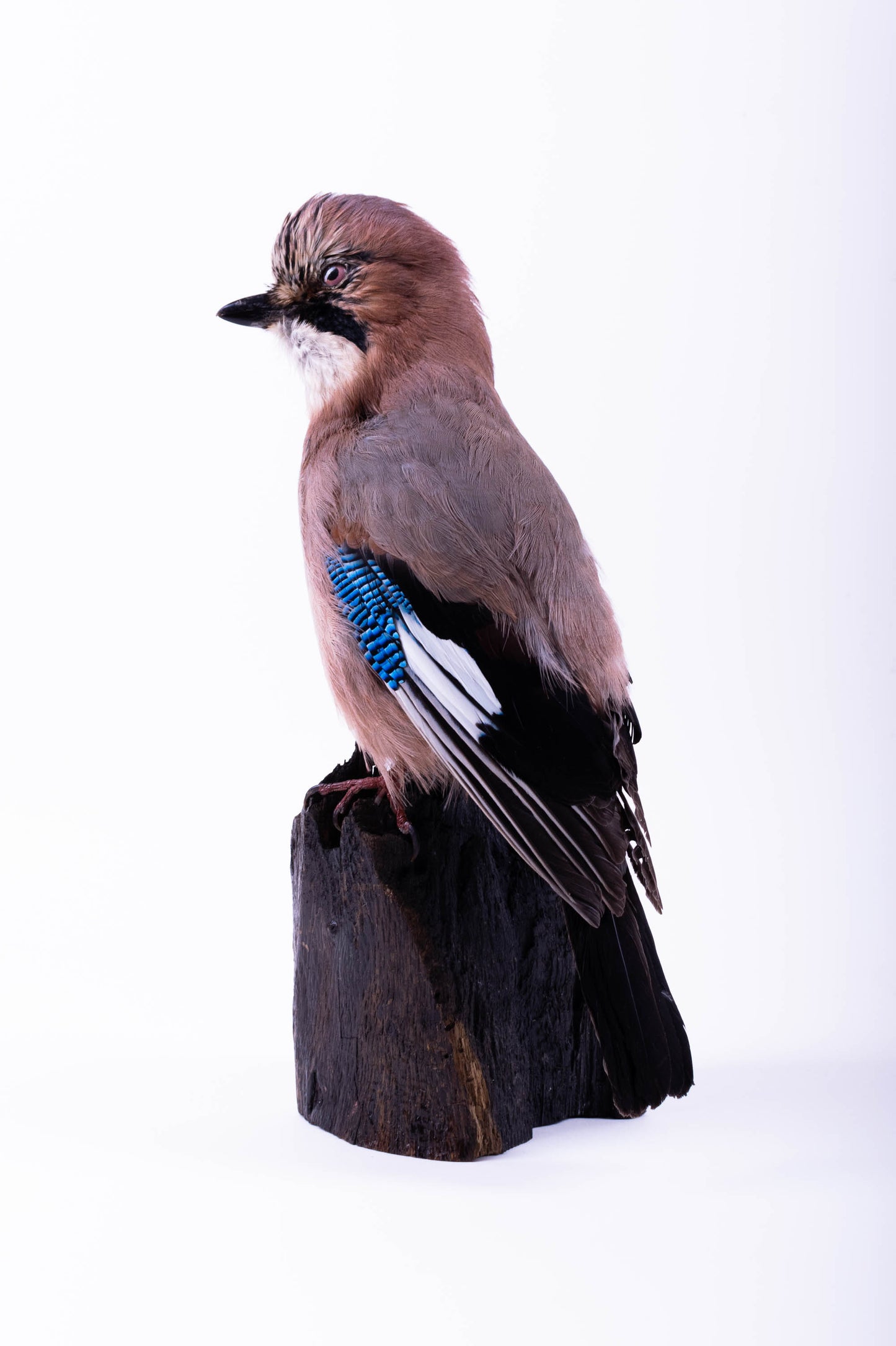 Jay Taxidermy Wall Mount For Sale