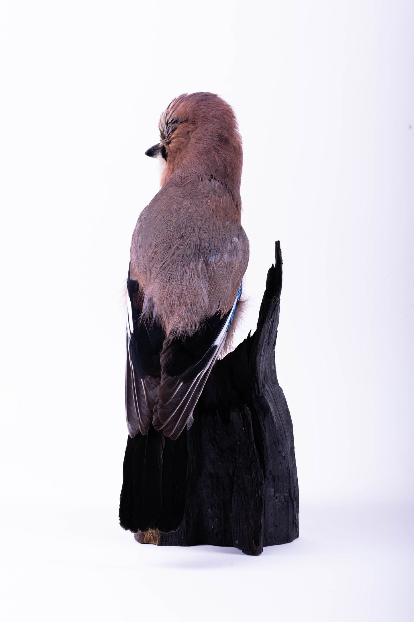 Jay Taxidermy Wall Mount For Sale