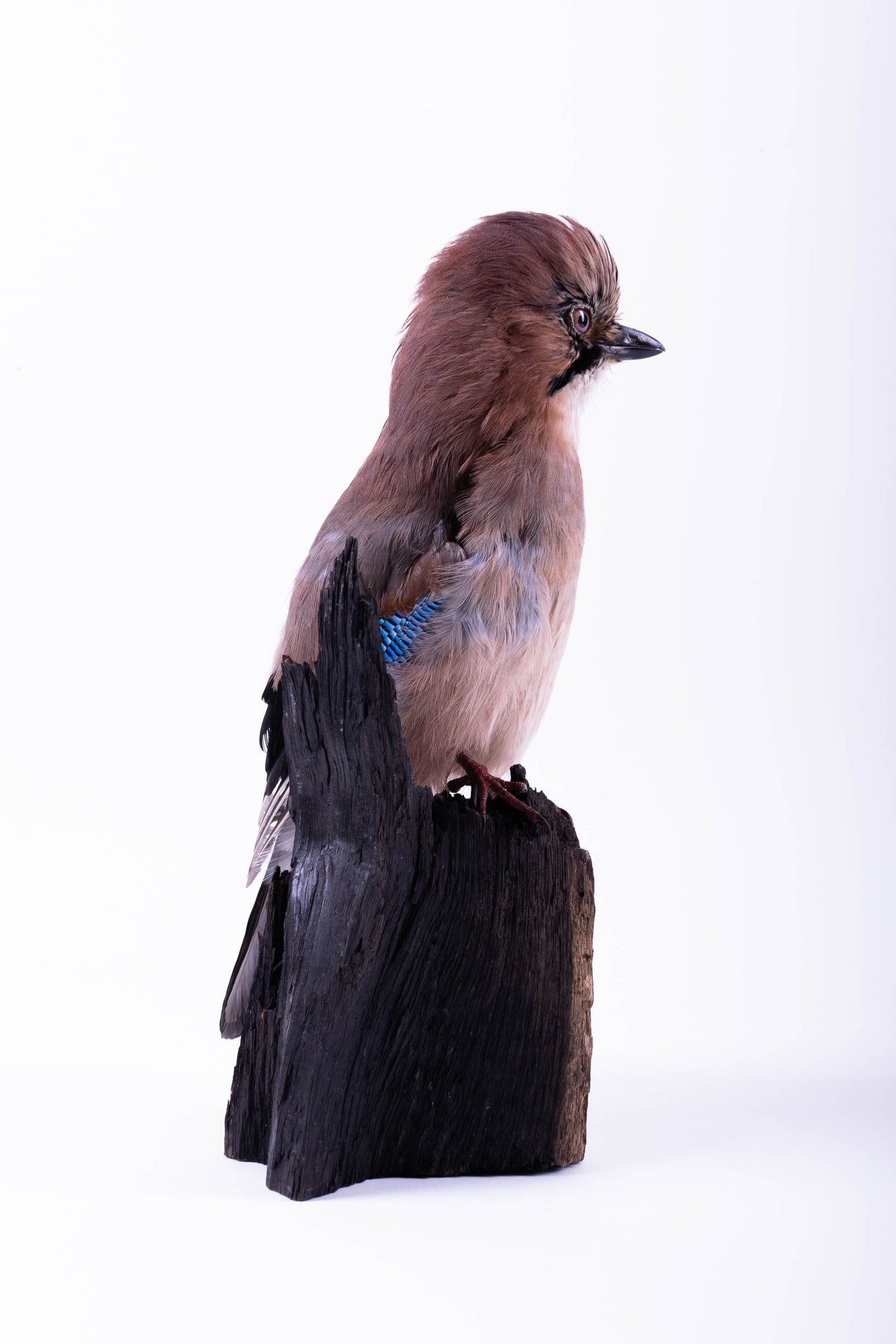Jay Taxidermy Wall Mount For Sale