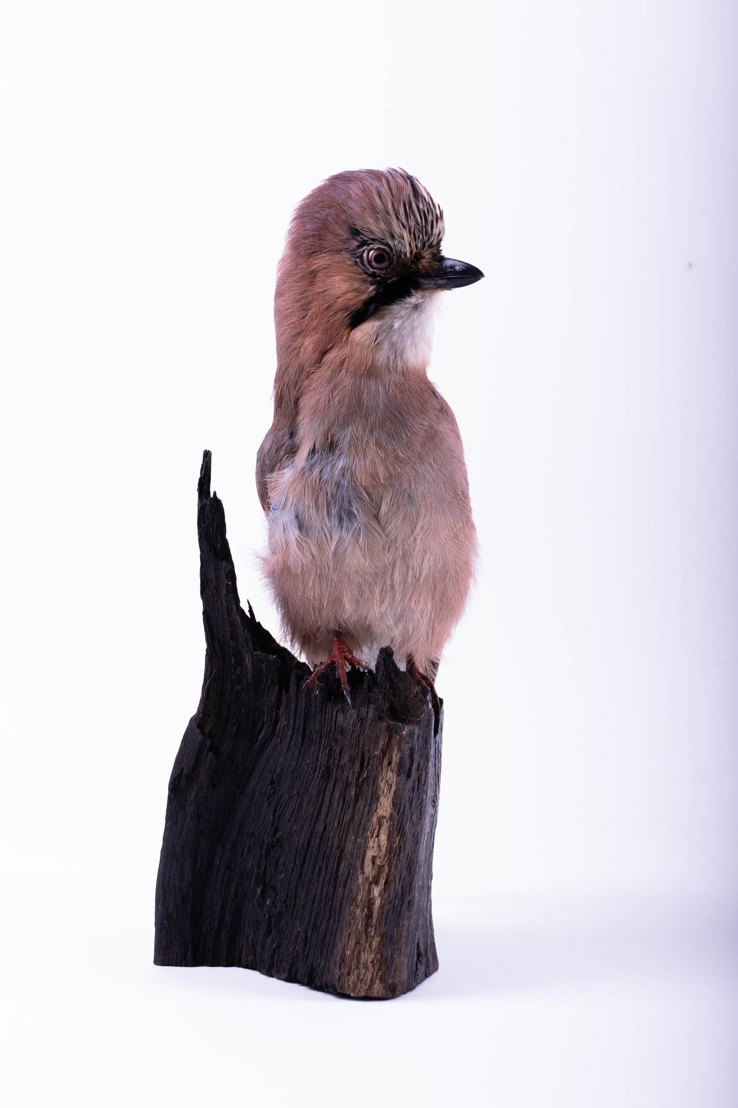 Jay Taxidermy Wall Mount For Sale