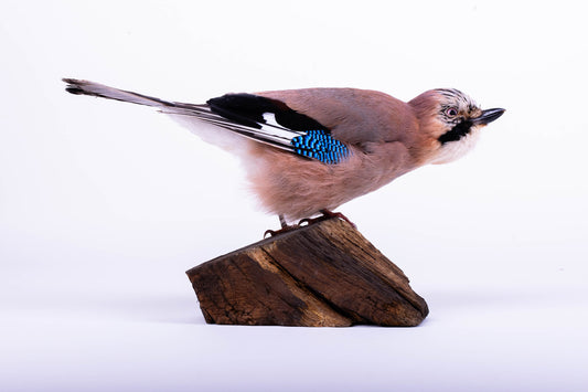 Support mural Jay Taxidermy à vendre