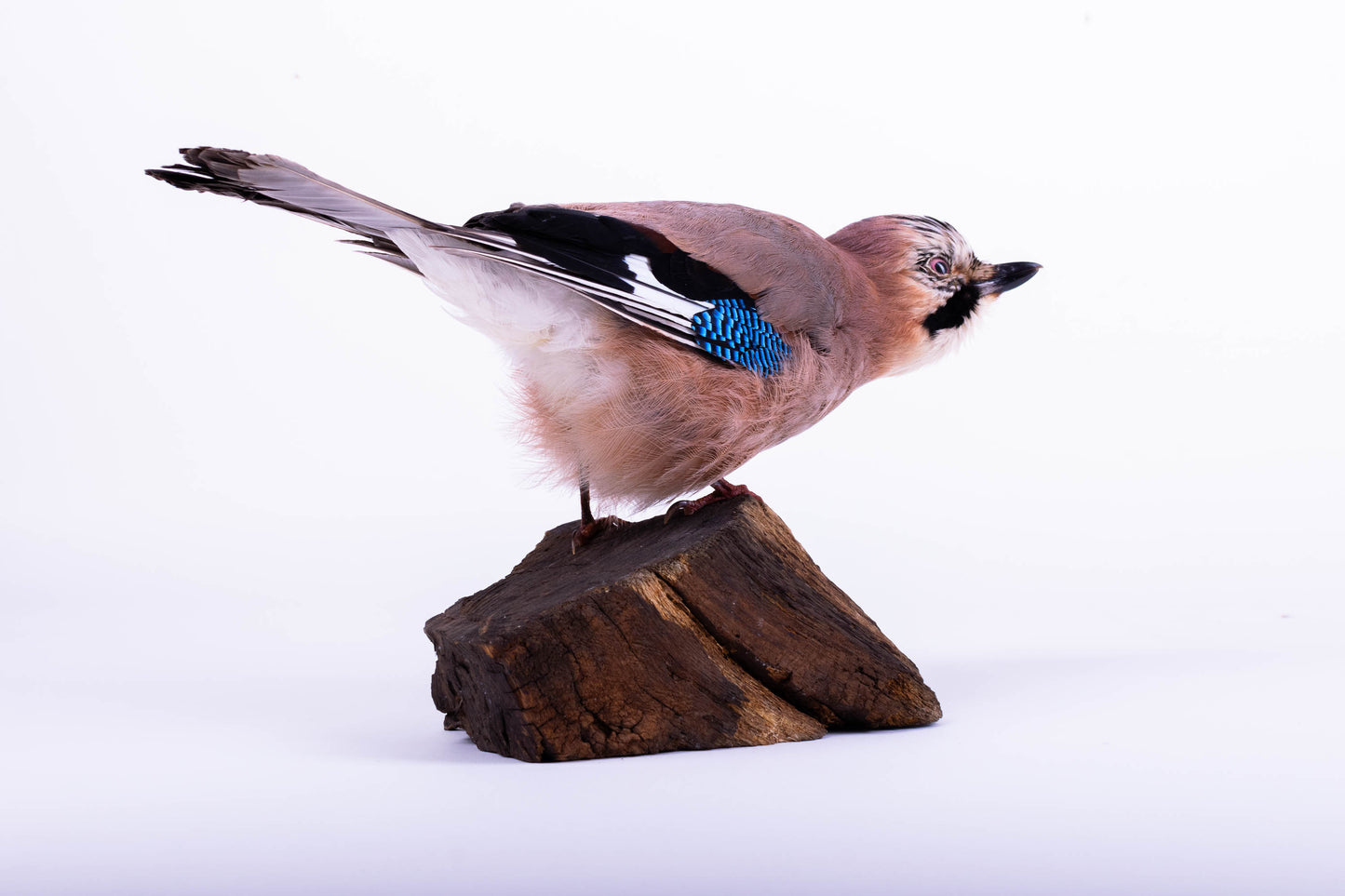 Jay Taxidermy Standing Mount For Sale
