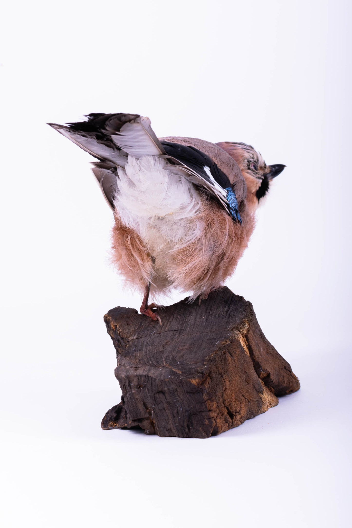 Jay Taxidermy Standing Mount For Sale