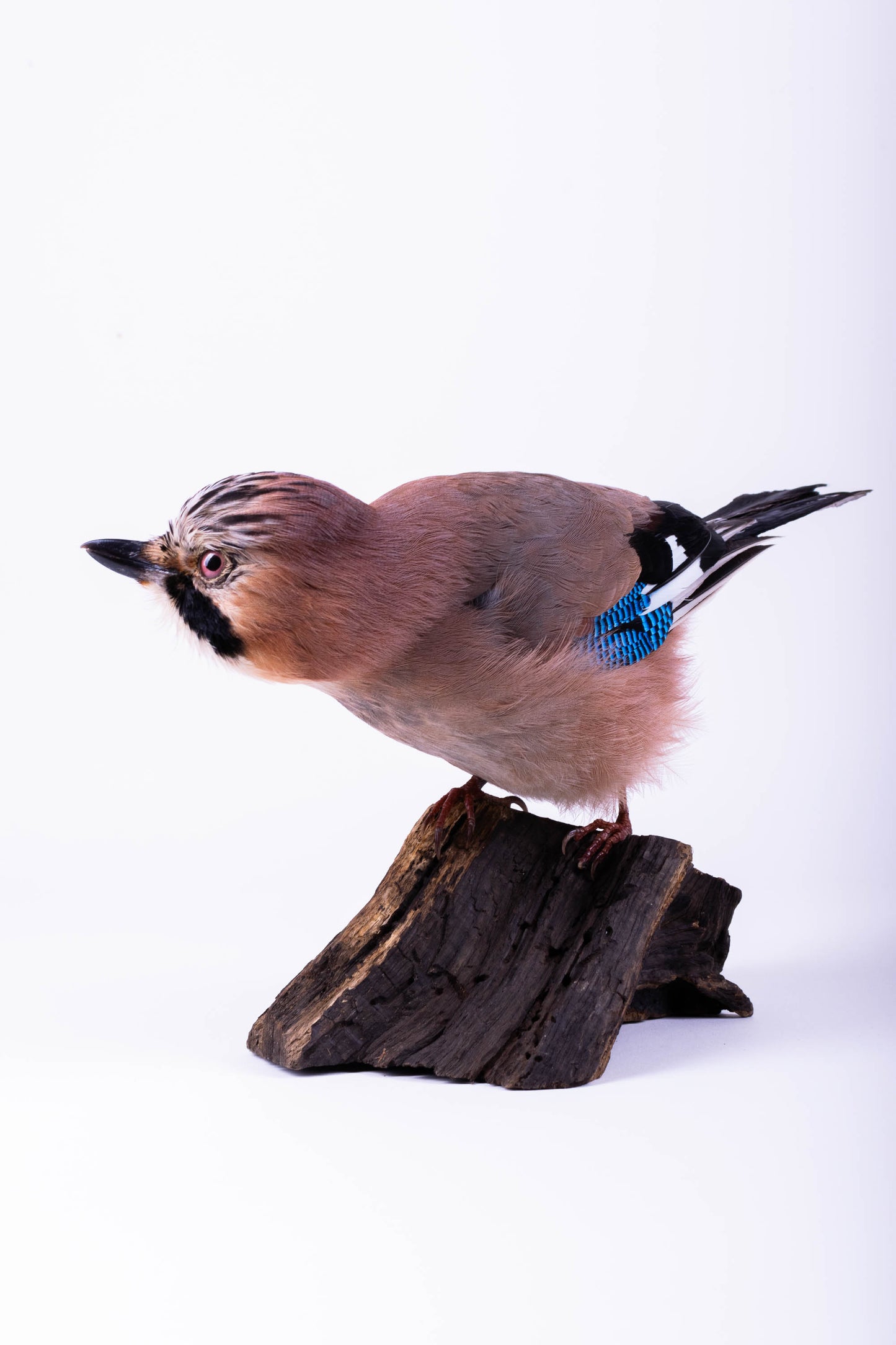 Jay Taxidermy Standing Mount For Sale