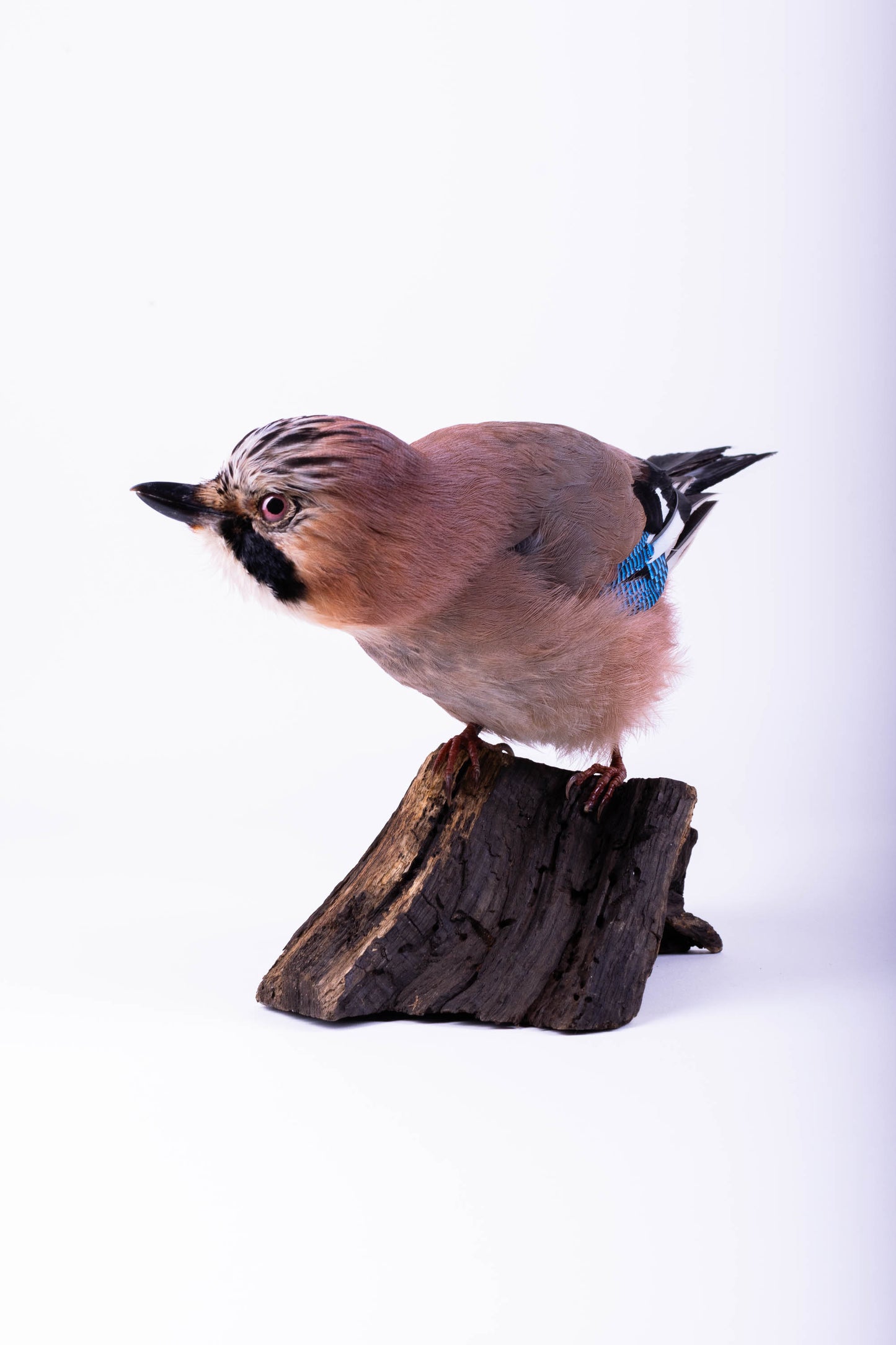 Jay Taxidermy Standing Mount For Sale