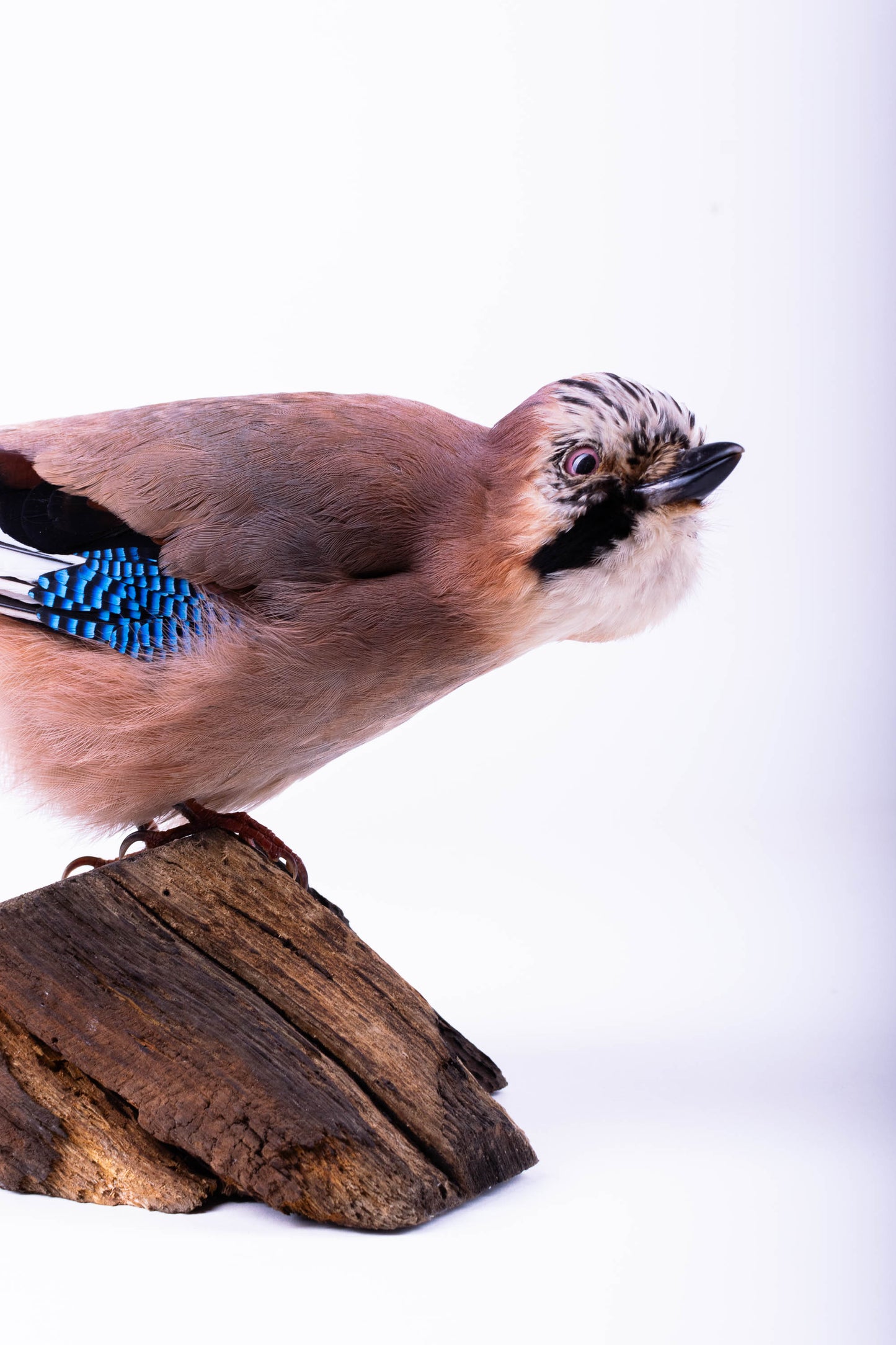 Jay Taxidermy Standing Mount For Sale