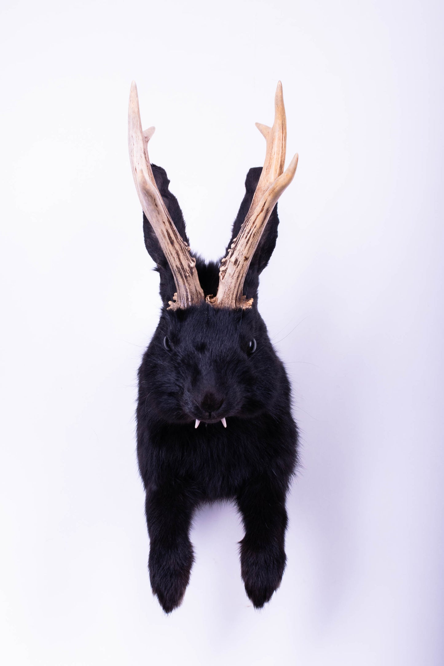 Taxidermie d'écureuil murale à vendre