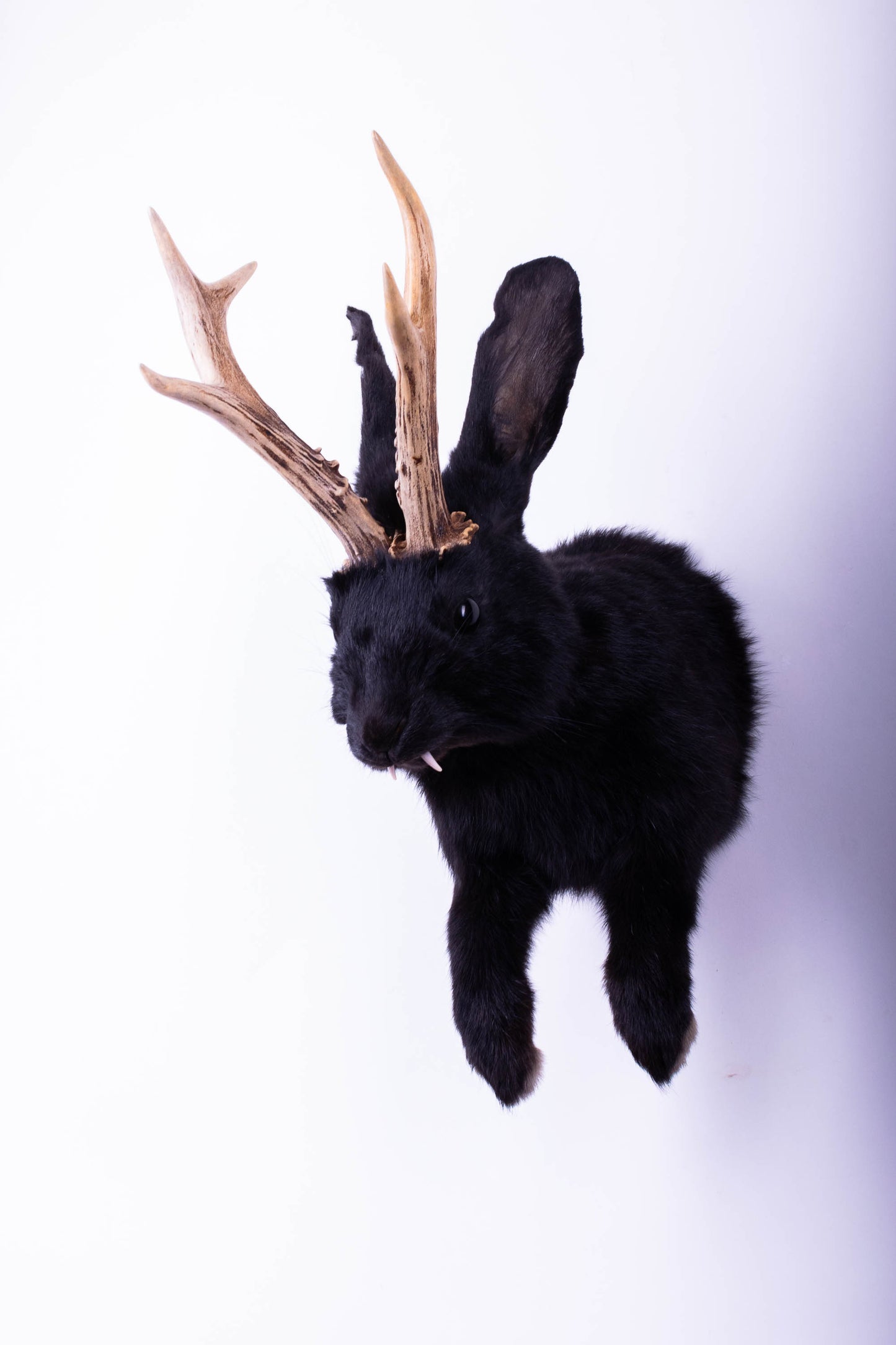 Taxidermie d'écureuil murale à vendre