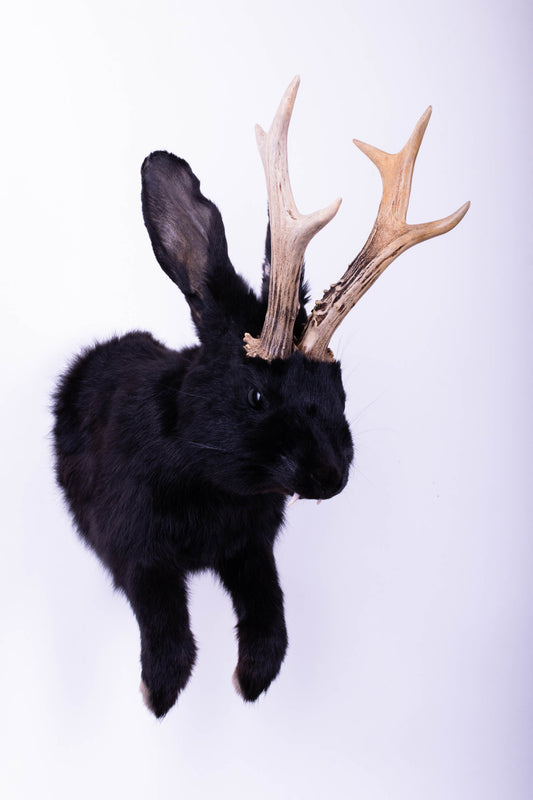 Taxidermie d'écureuil murale à vendre