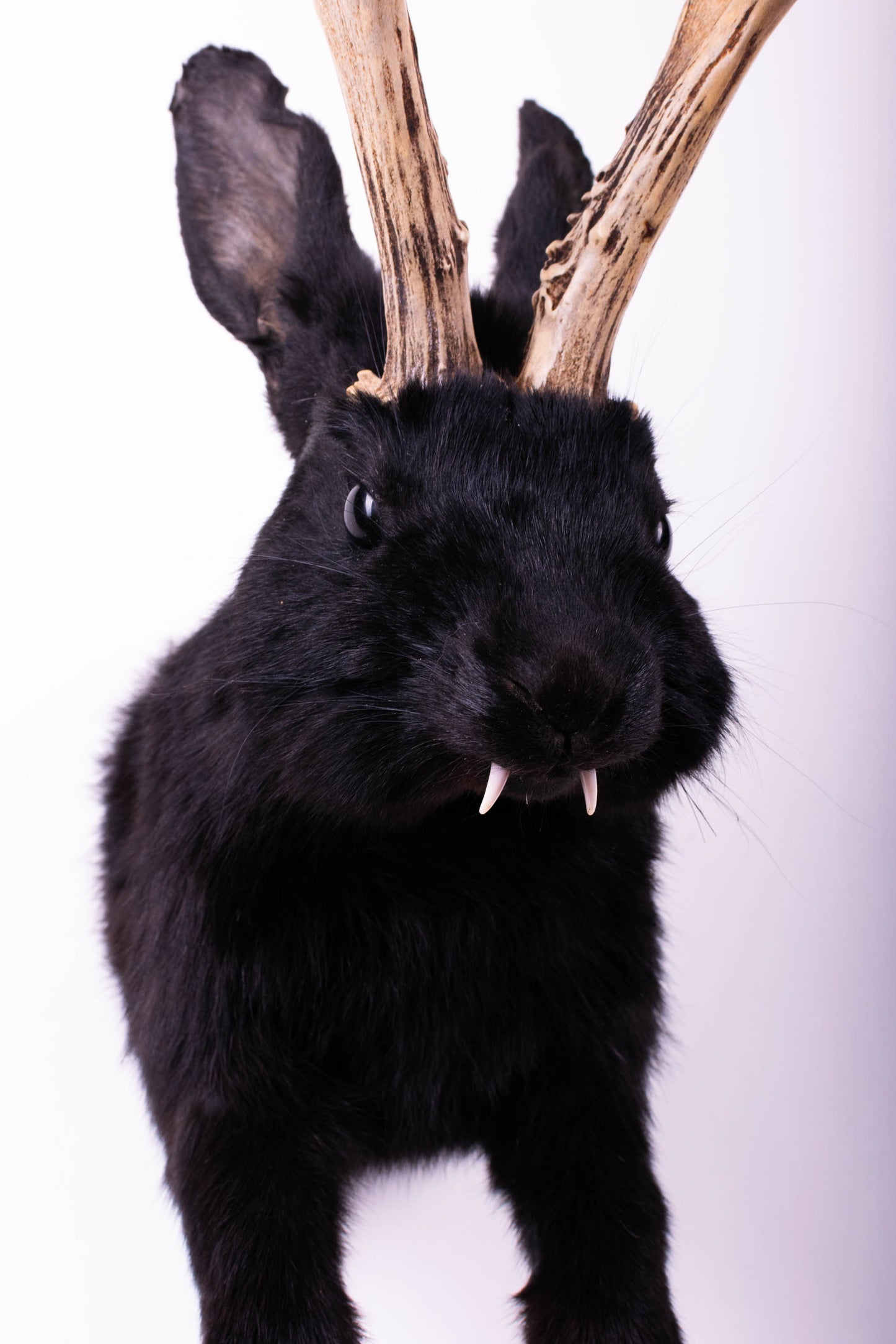 Taxidermie d'écureuil murale à vendre
