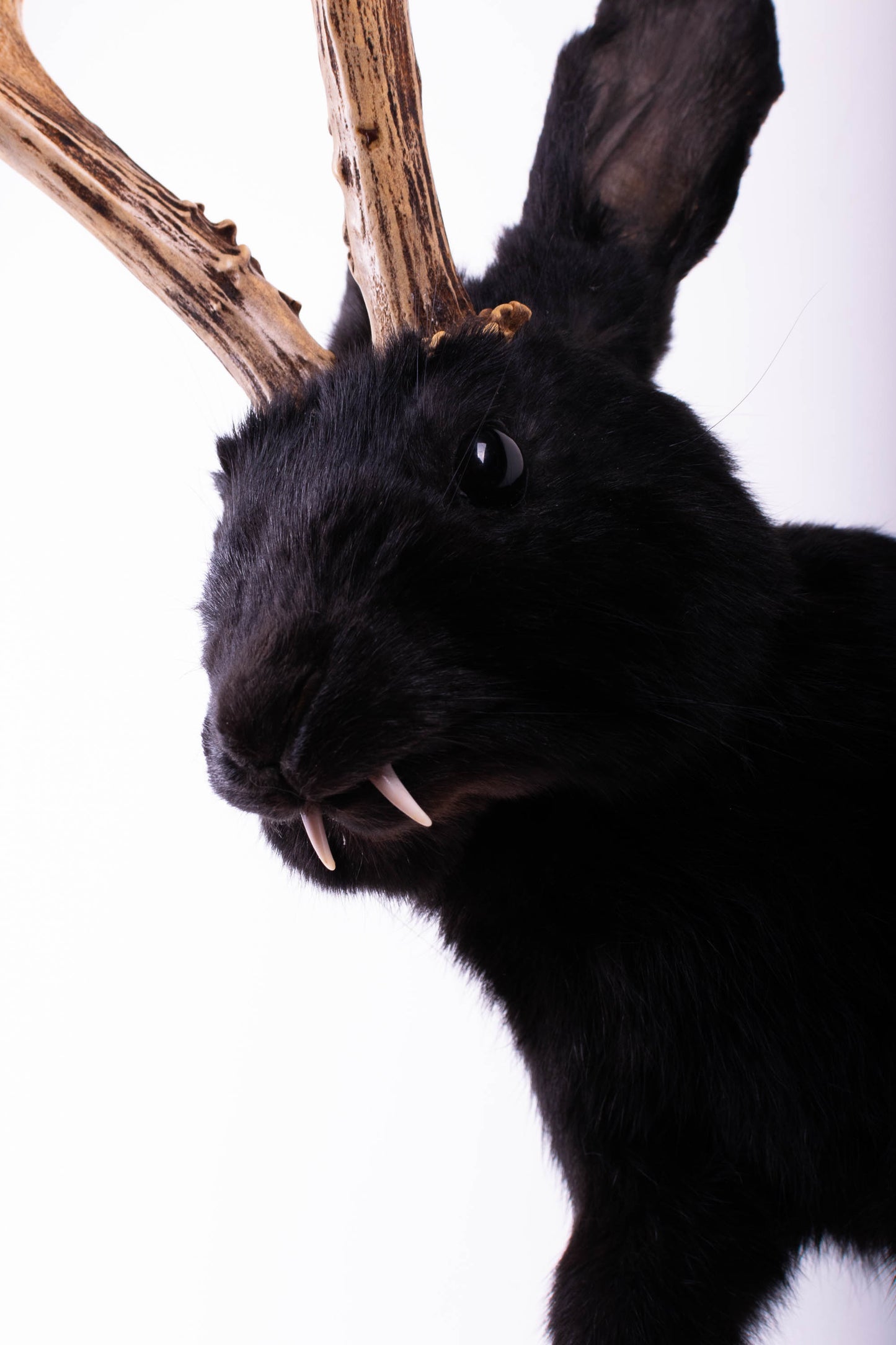 Taxidermie d'écureuil murale à vendre