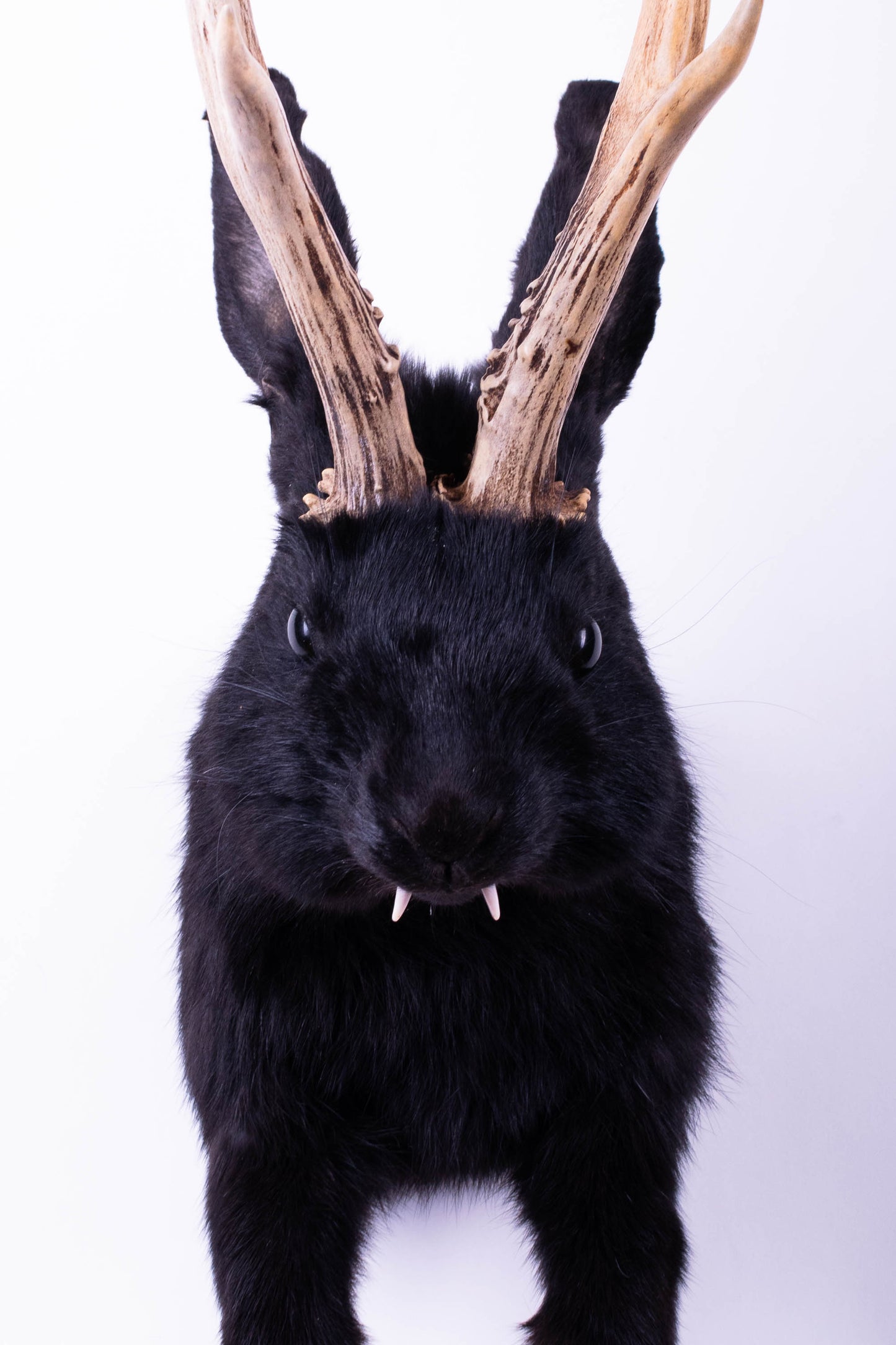 Taxidermie d'écureuil murale à vendre