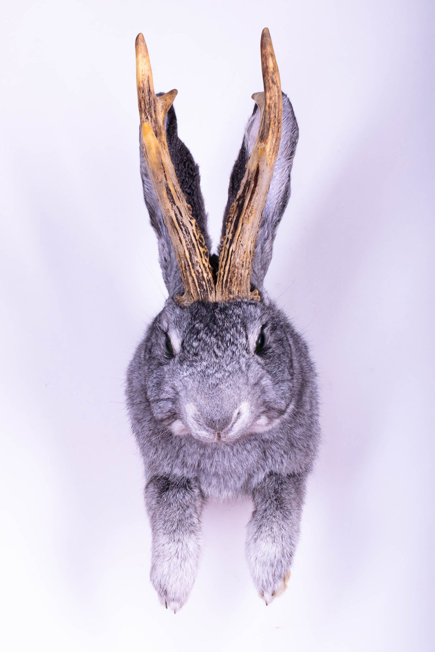 Taxidermie d'écureuil murale à vendre