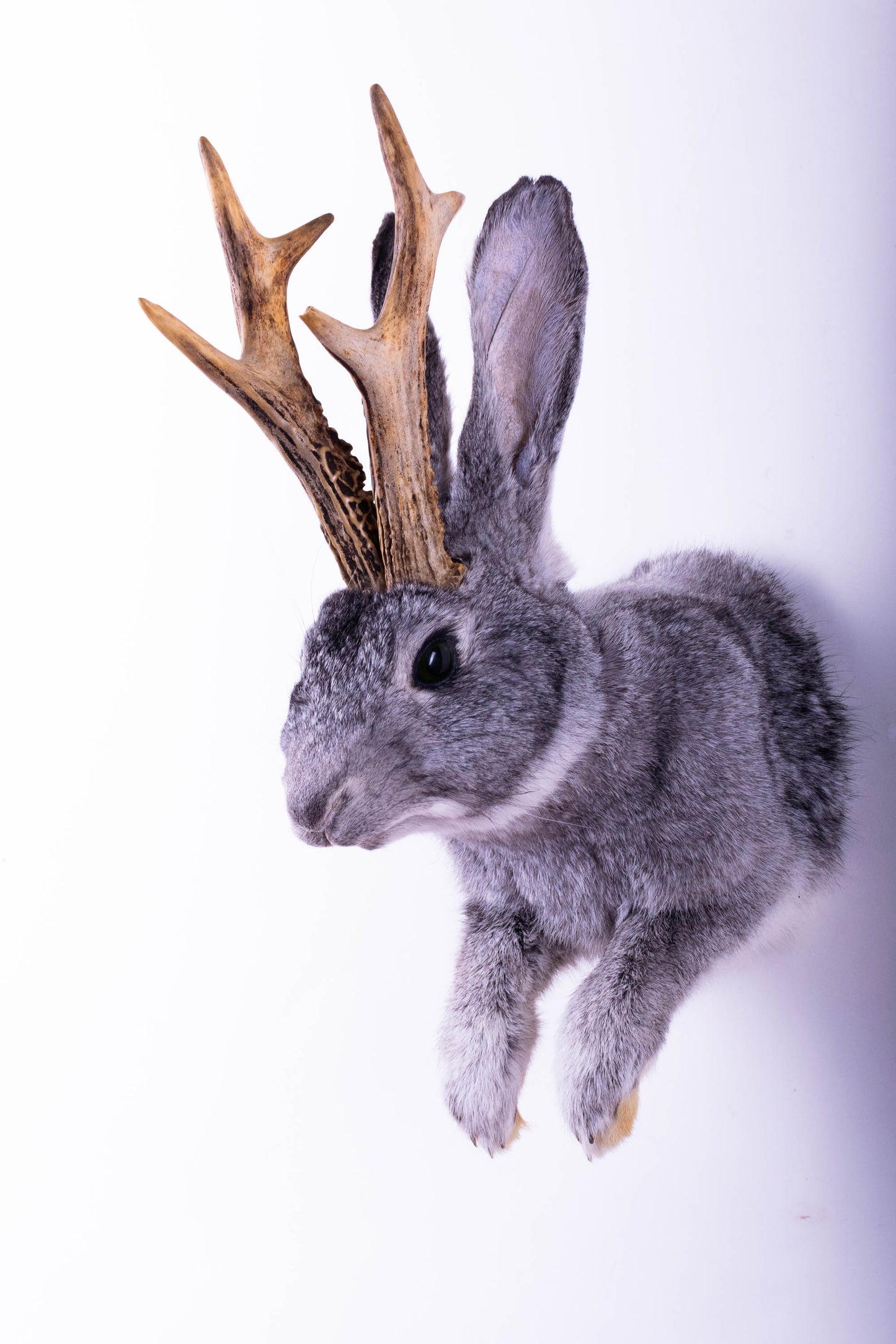 Taxidermie d'écureuil murale à vendre