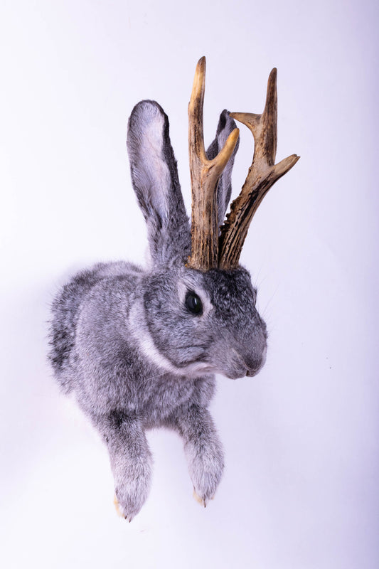 Taxidermie d'écureuil murale à vendre
